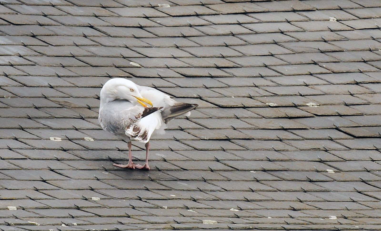 Nikon D300 sample photo. Seagull, roof, tiles photography