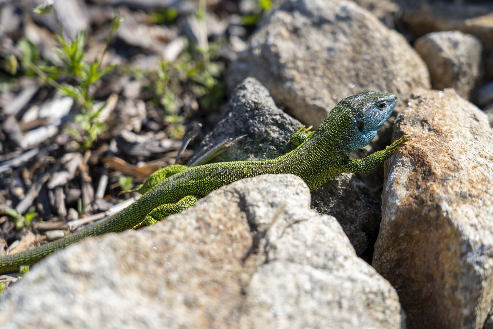 Sony a7 III sample photo. The lizard, reptile, nature photography