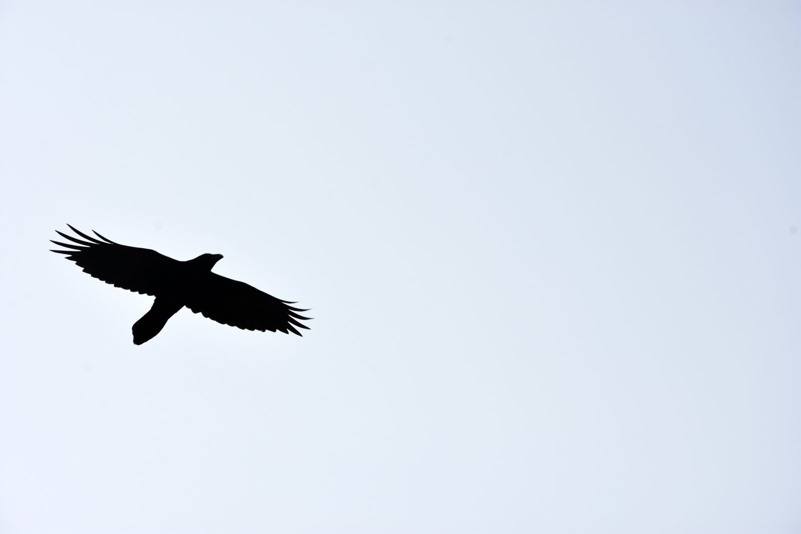 Nikon D7200 sample photo. Eagle, bird, sky photography