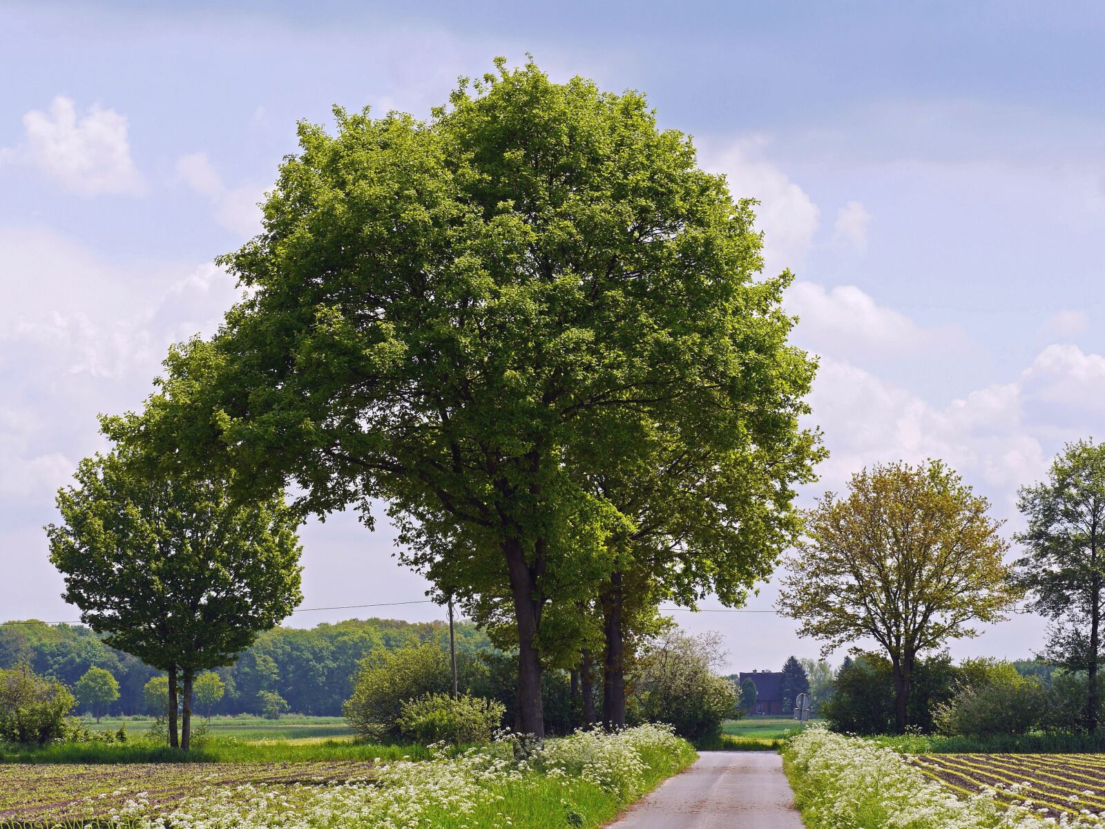Panasonic Lumix DMC-GH3 sample photo. Tree, forest, landscape, park photography
