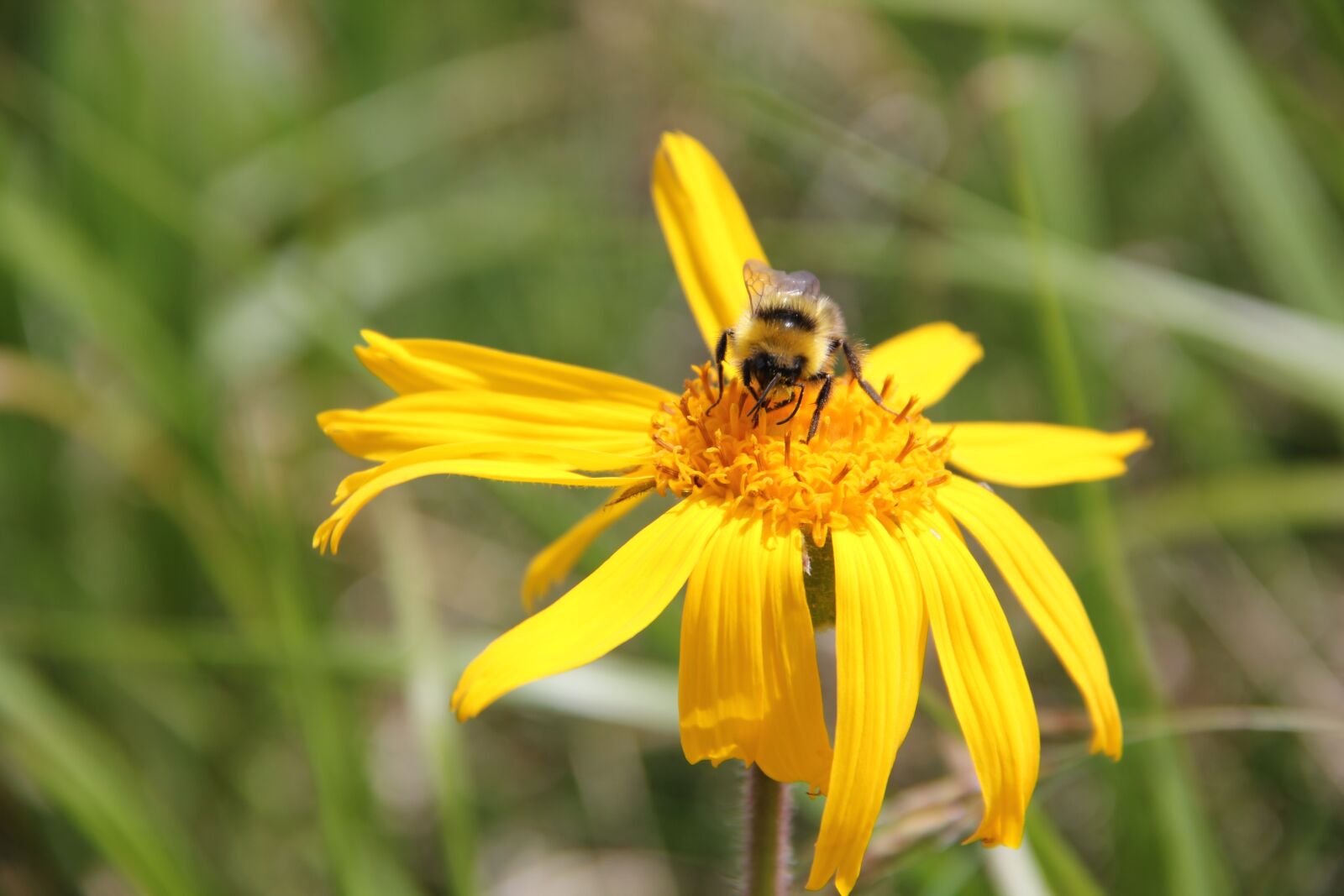 Canon EOS 550D (EOS Rebel T2i / EOS Kiss X4) sample photo. Bee, flower, blossom photography