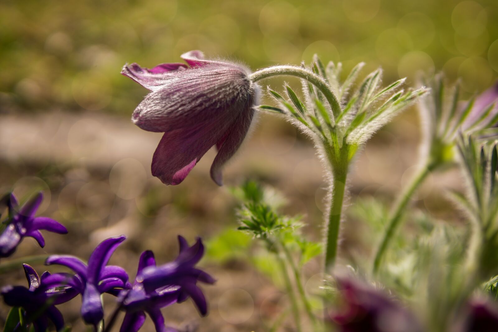 30mm F1.4 DC DN | Contemporary 016 sample photo. Flower, purple, nature photography