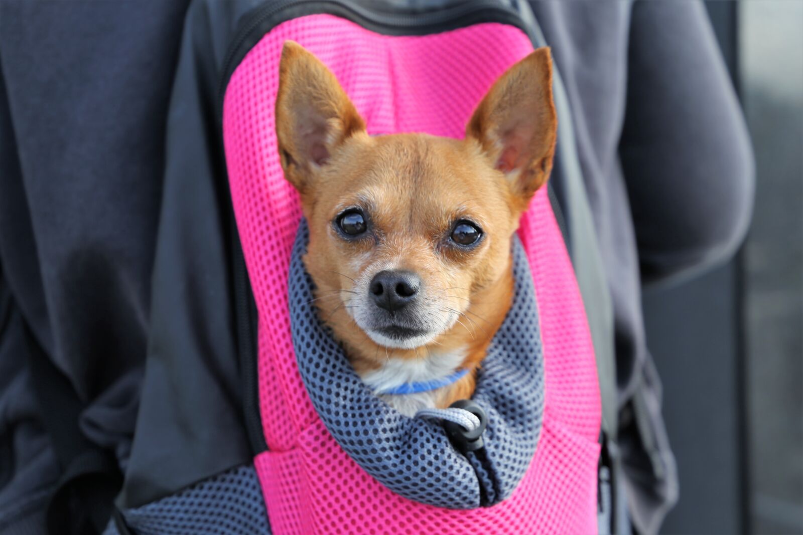 Canon EOS 6D sample photo. Little dog in bag photography