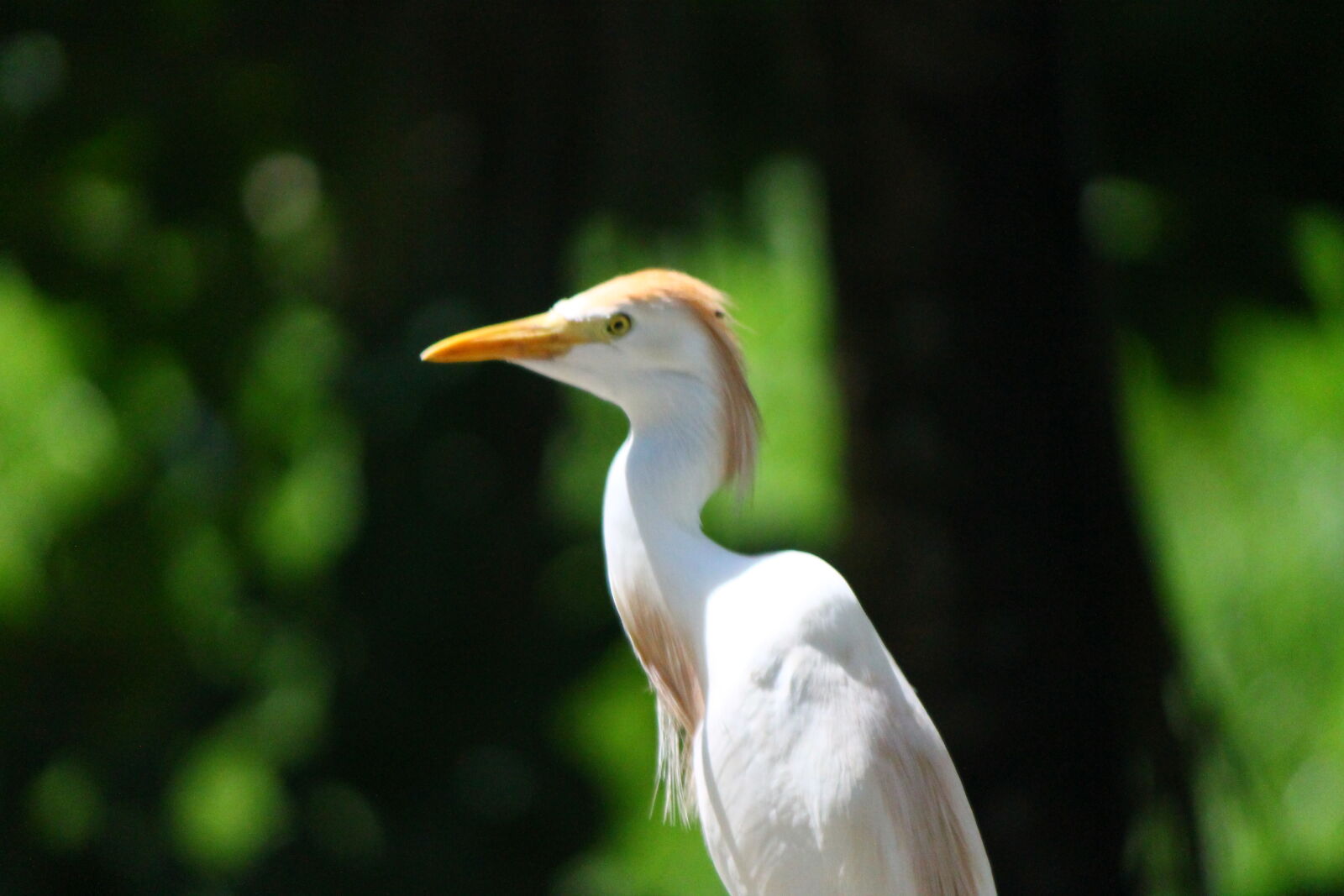 Canon EF-S 55-250mm F4-5.6 IS II sample photo