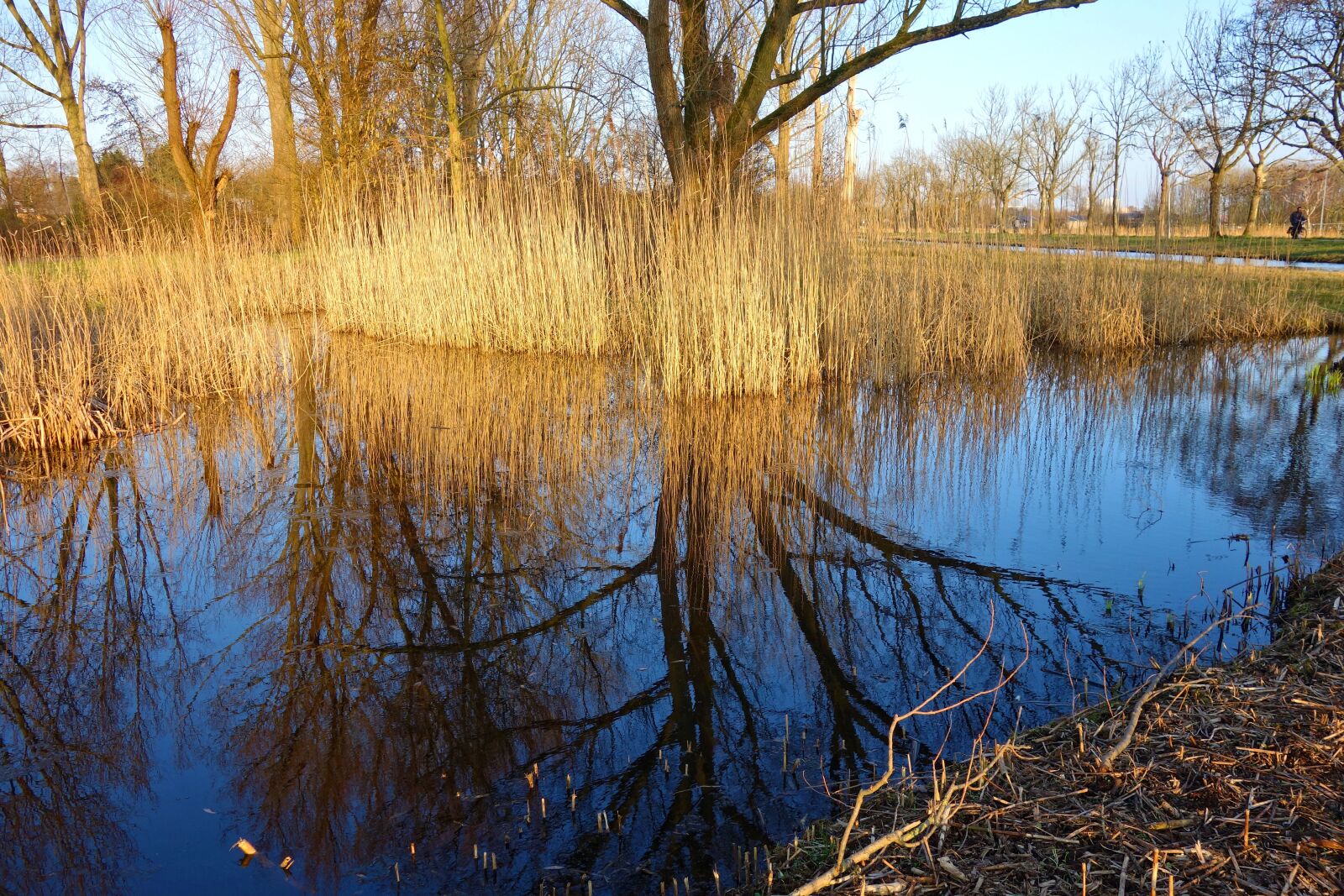 Sony Cyber-shot DSC-RX100 sample photo. Pond, water, reeds photography