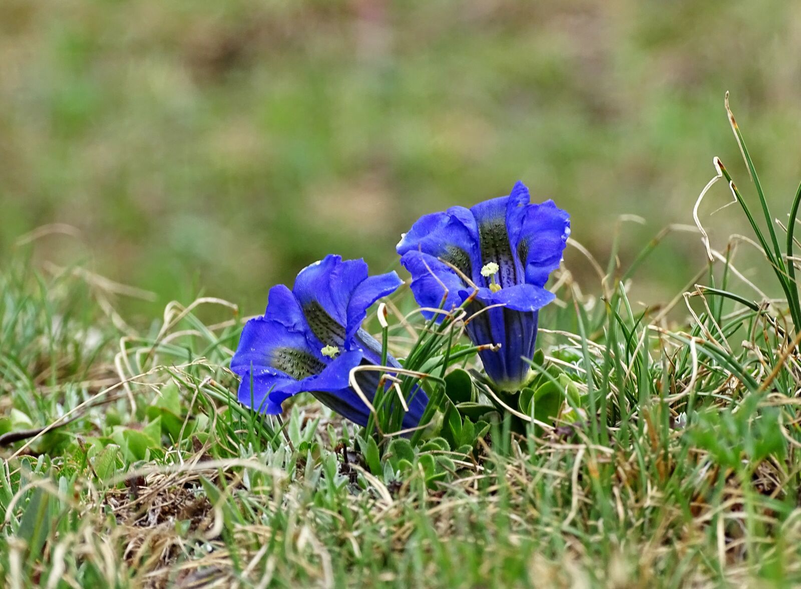 Sony Cyber-shot DSC-HX400V sample photo. Gentian, incomplete, alpine flower photography