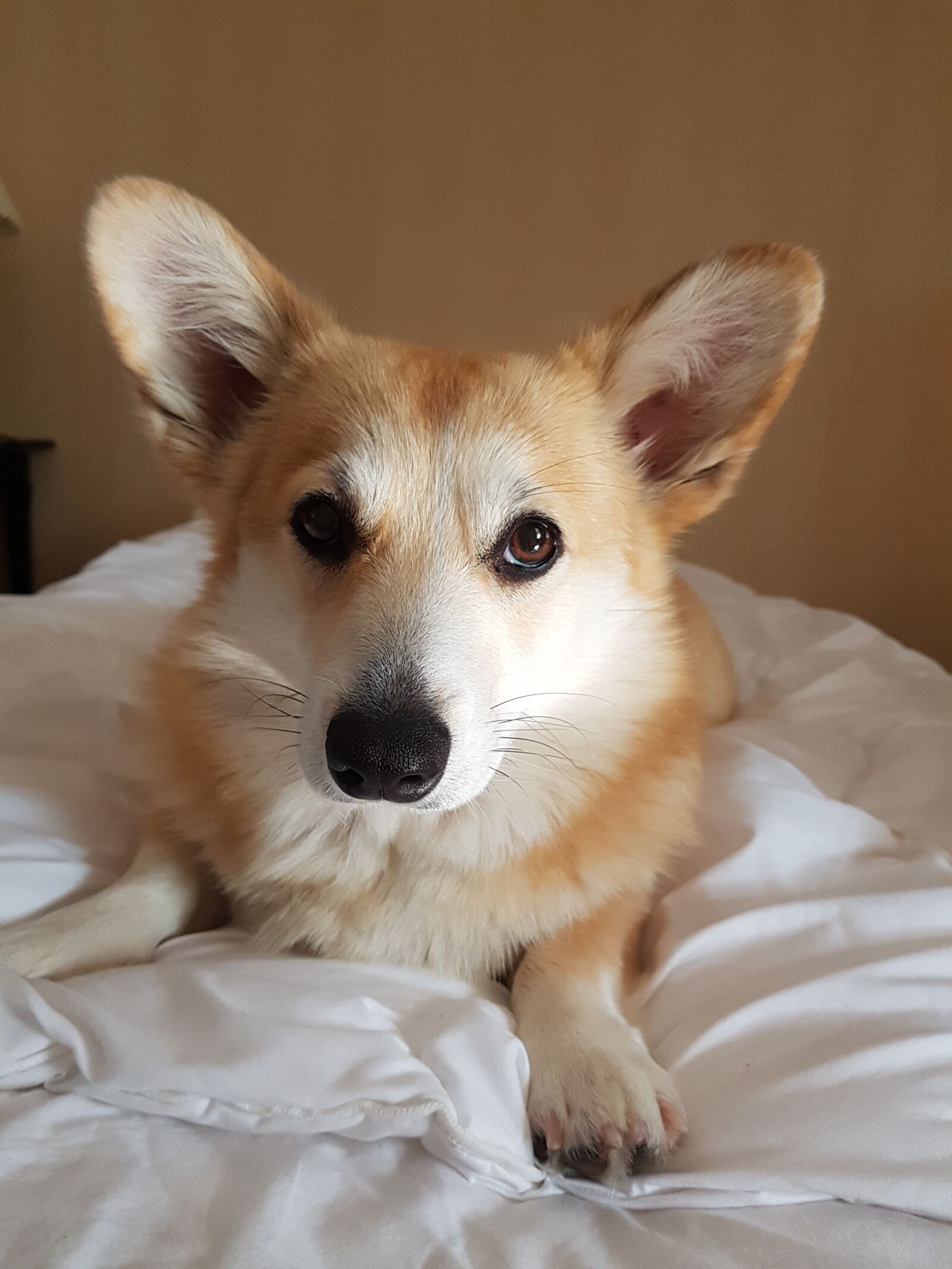 Samsung Galaxy S7 sample photo. Dog, corgi, rest photography