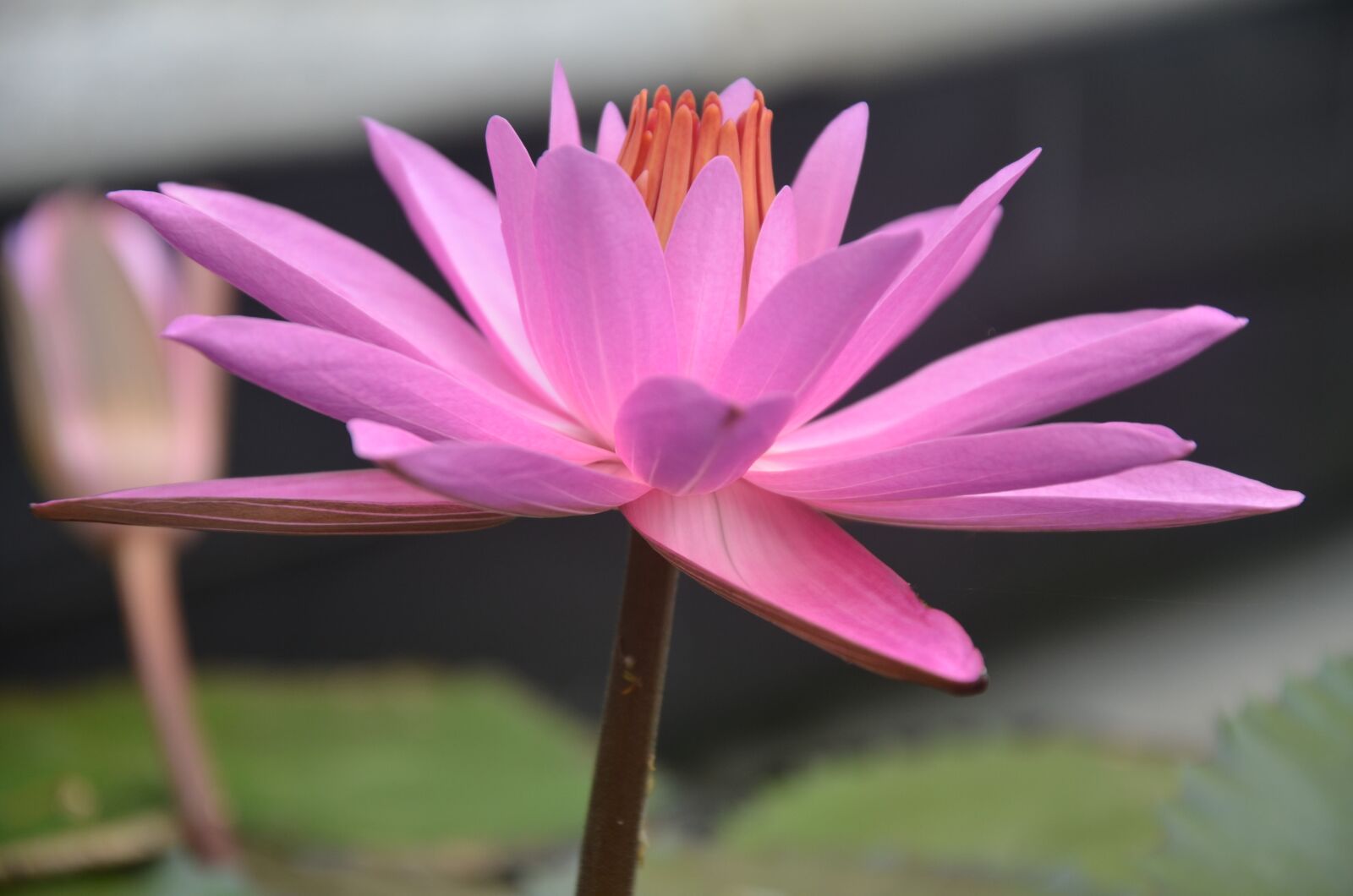 Nikon D7000 sample photo. Flower, flora, nature photography