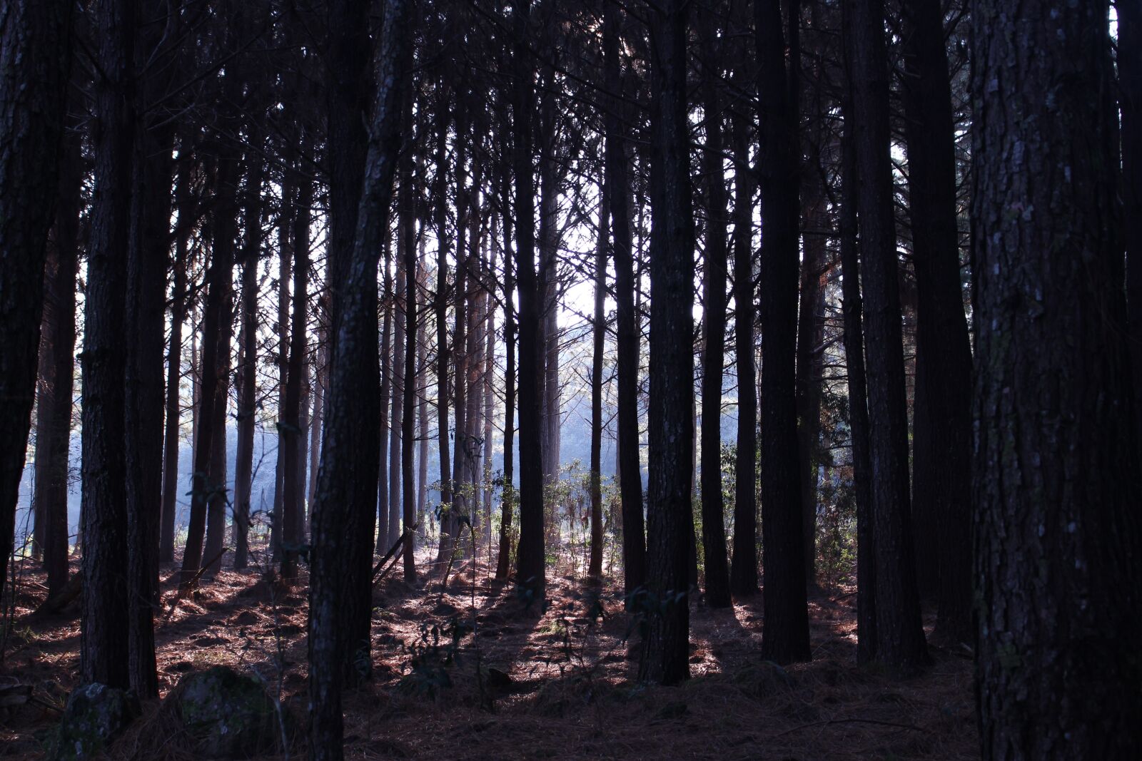 Canon EOS 700D (EOS Rebel T5i / EOS Kiss X7i) sample photo. Pine, landscape, nature photography