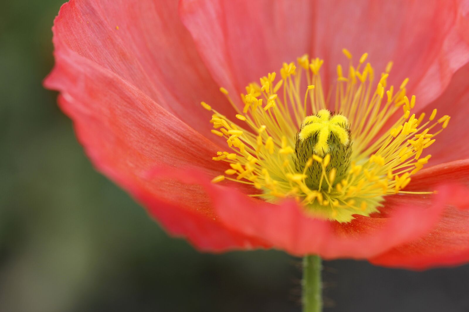 Canon EOS 60D sample photo. Icelandic poppy, blushing, colorful photography