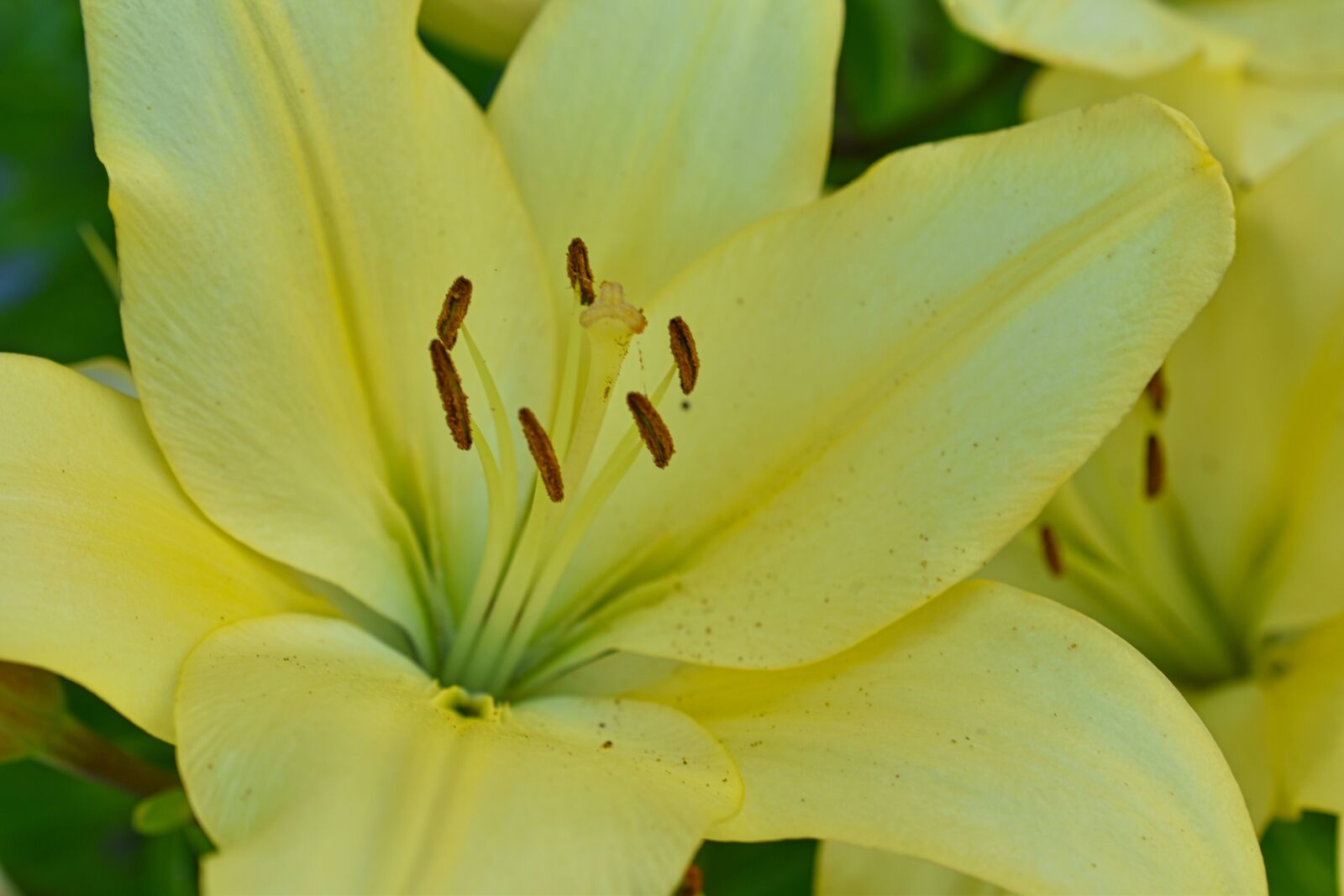 Nikon D5600 sample photo. Lily, blossomed, yellow photography