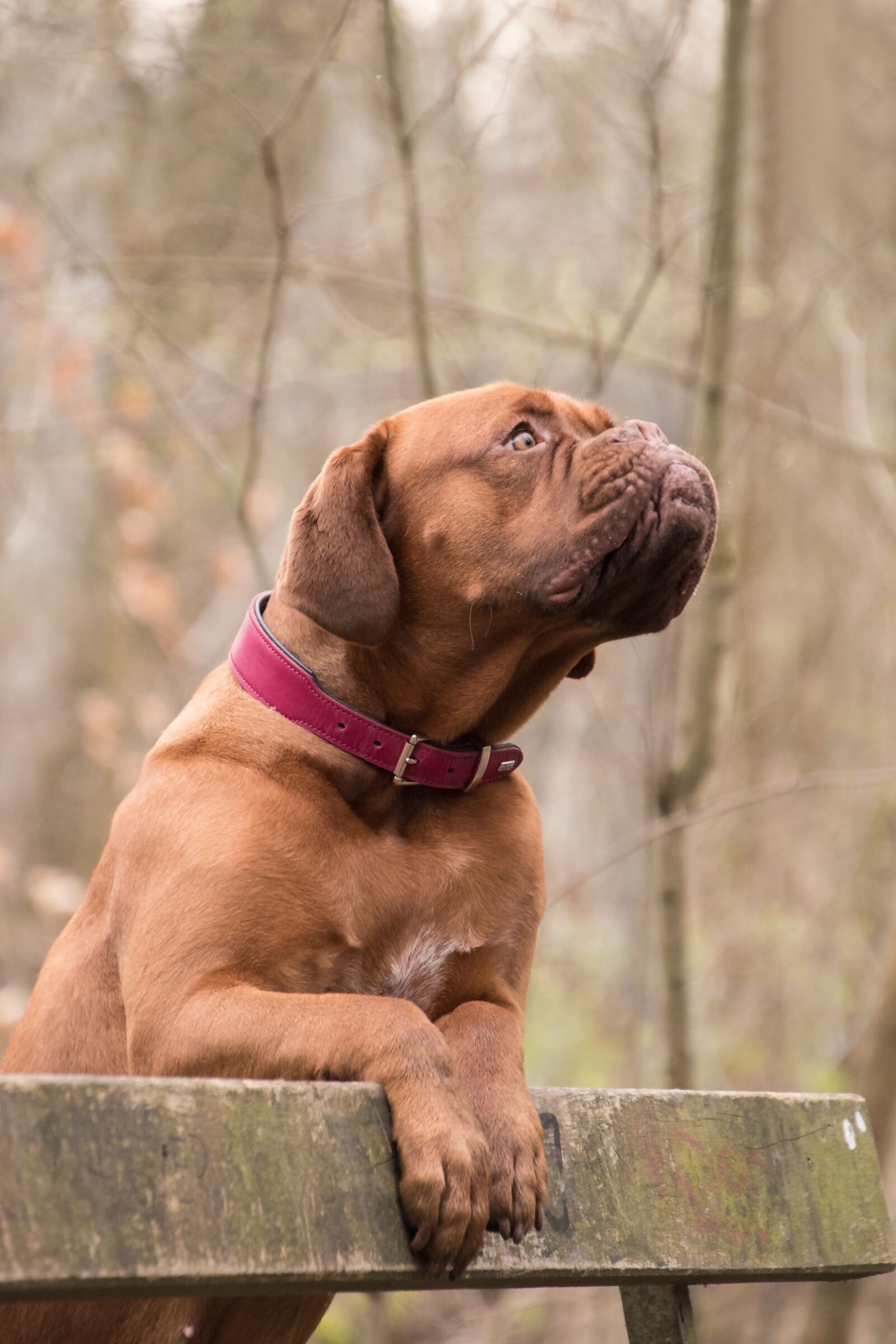 Nikon D5600 sample photo. Bordeaux mastiff, animal, dog photography