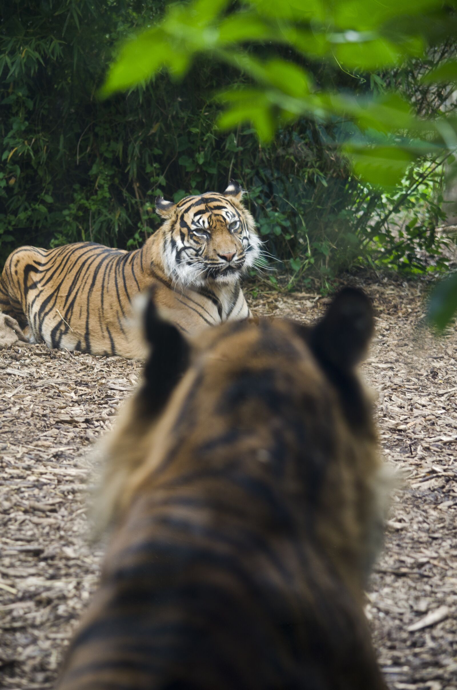 Nikon D7000 sample photo. Tigers, wild, cat photography