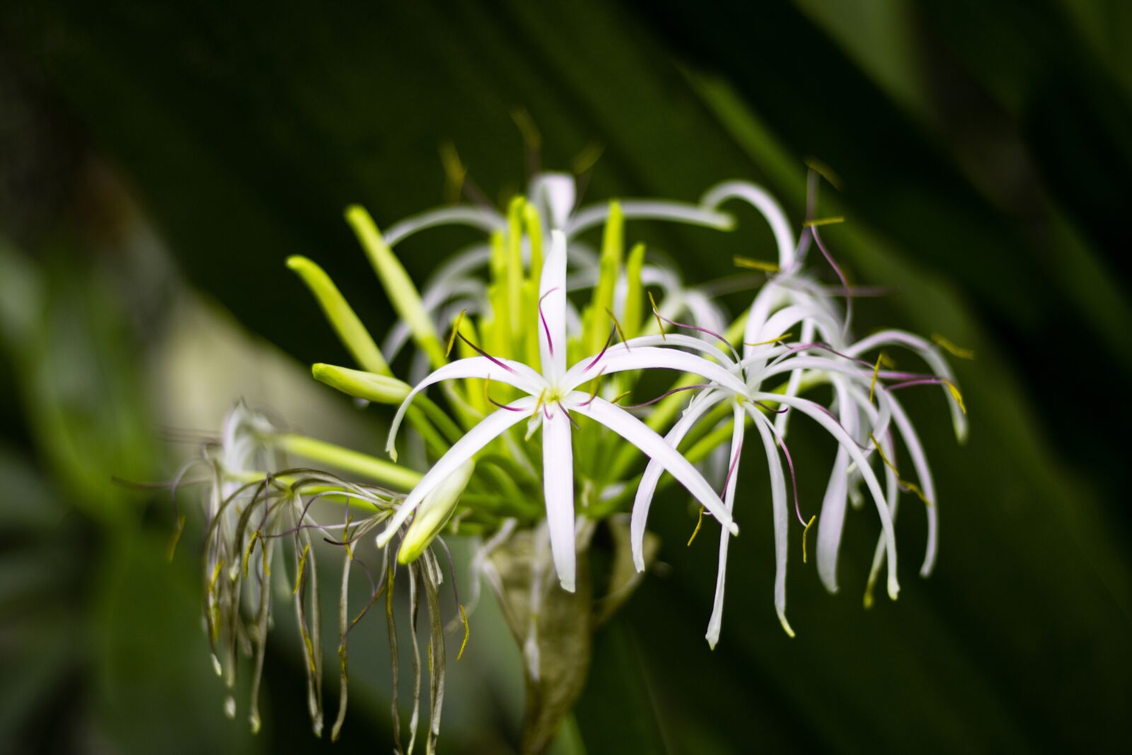 Canon EOS 750D (EOS Rebel T6i / EOS Kiss X8i) sample photo. Plant, nature, blossom photography