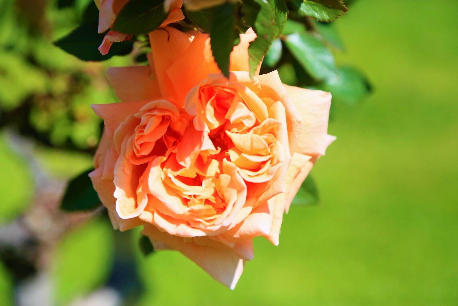 Canon EF 24-105mm F4L IS USM sample photo. Rose, spring, nature photography