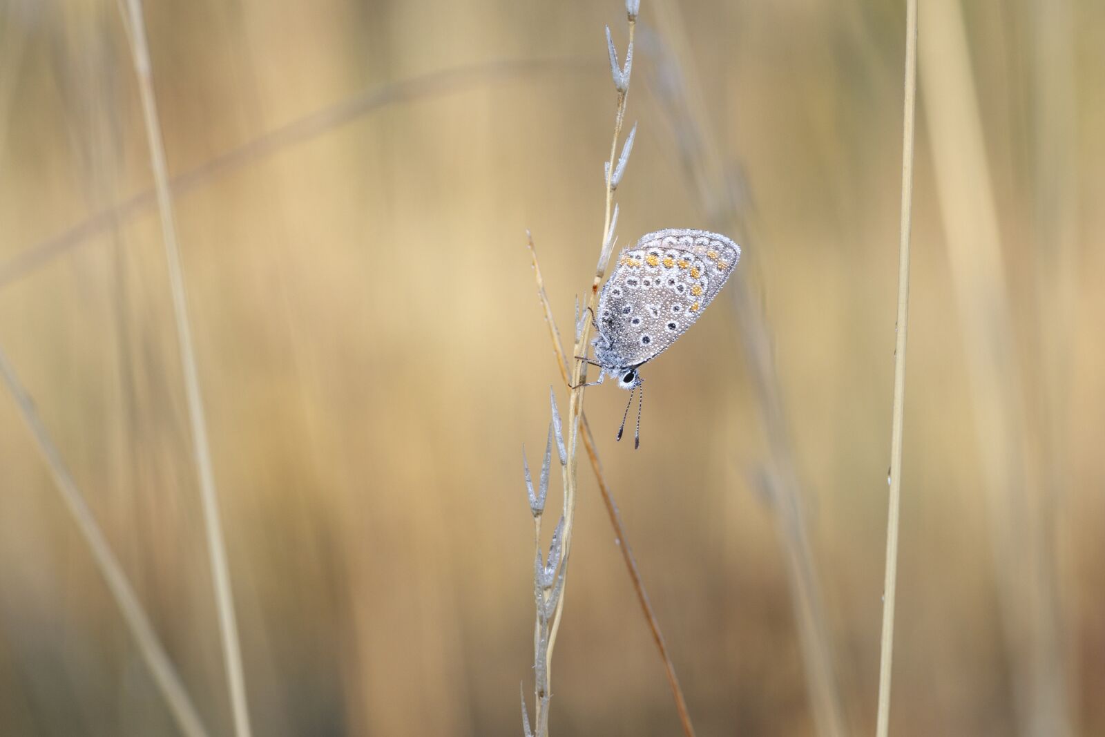 Canon EOS 80D sample photo. Butterfly, insect, macro photography