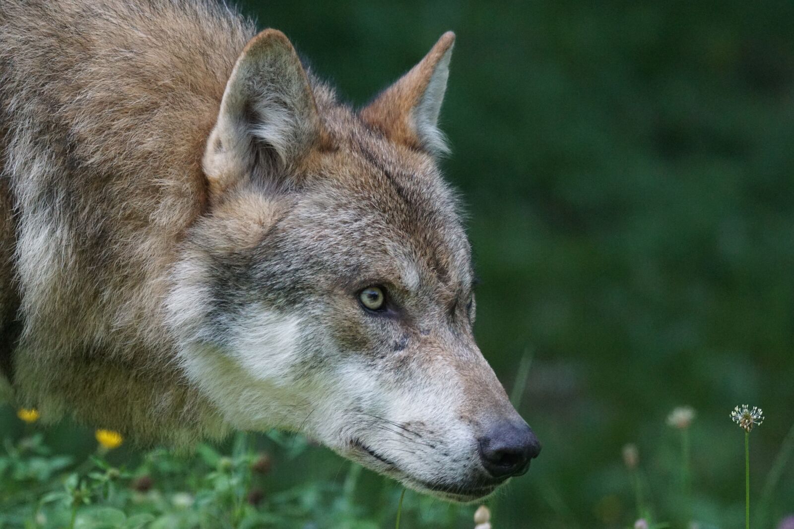 Sony ILCA-77M2 + Sony 70-400mm F4-5.6 G SSM sample photo. Wolf, predator, european wolf photography