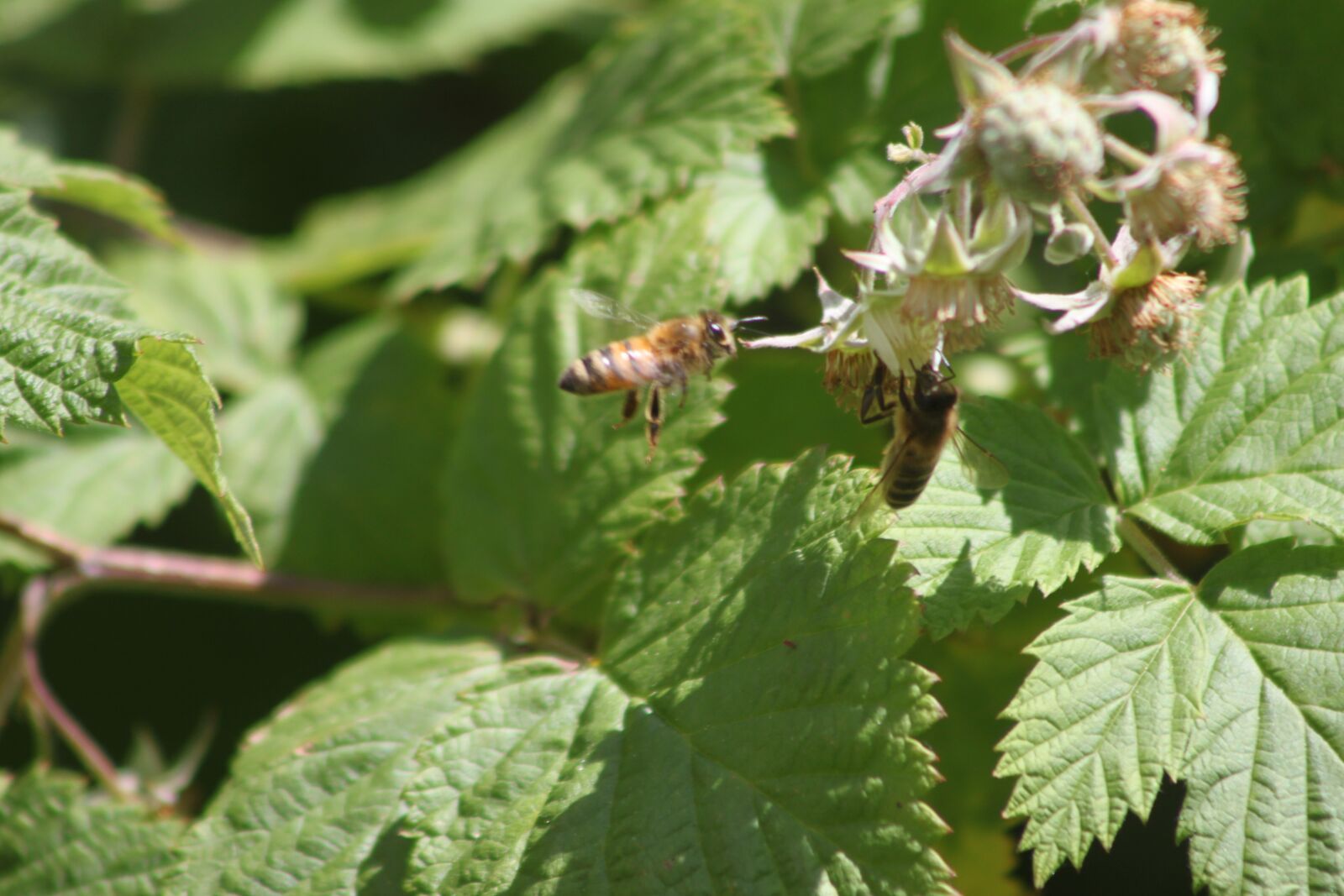 Canon EOS 500D (EOS Rebel T1i / EOS Kiss X3) sample photo. Bees, spring, garden photography