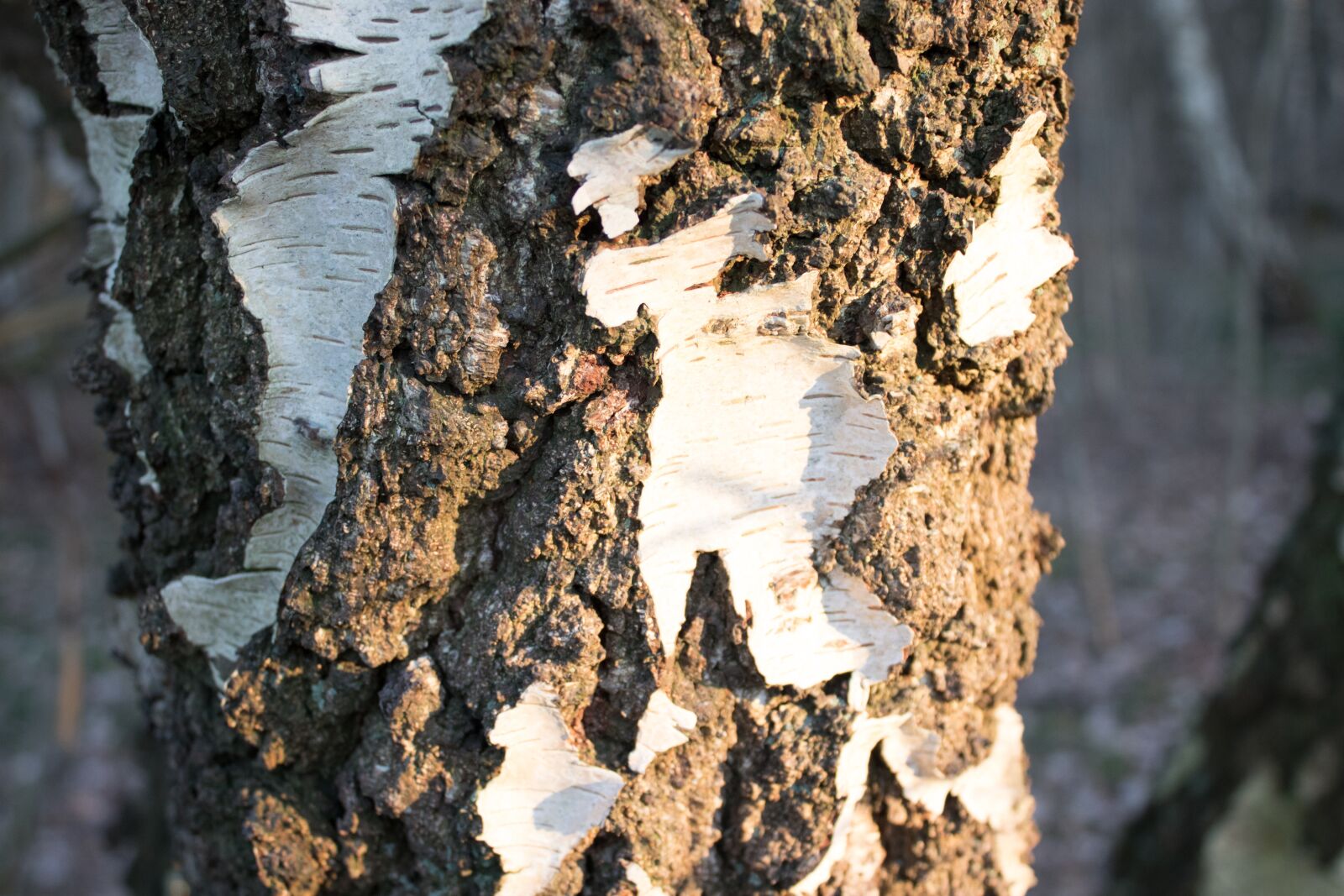 Canon EOS 200D (EOS Rebel SL2 / EOS Kiss X9) sample photo. Tree, bark, birch photography