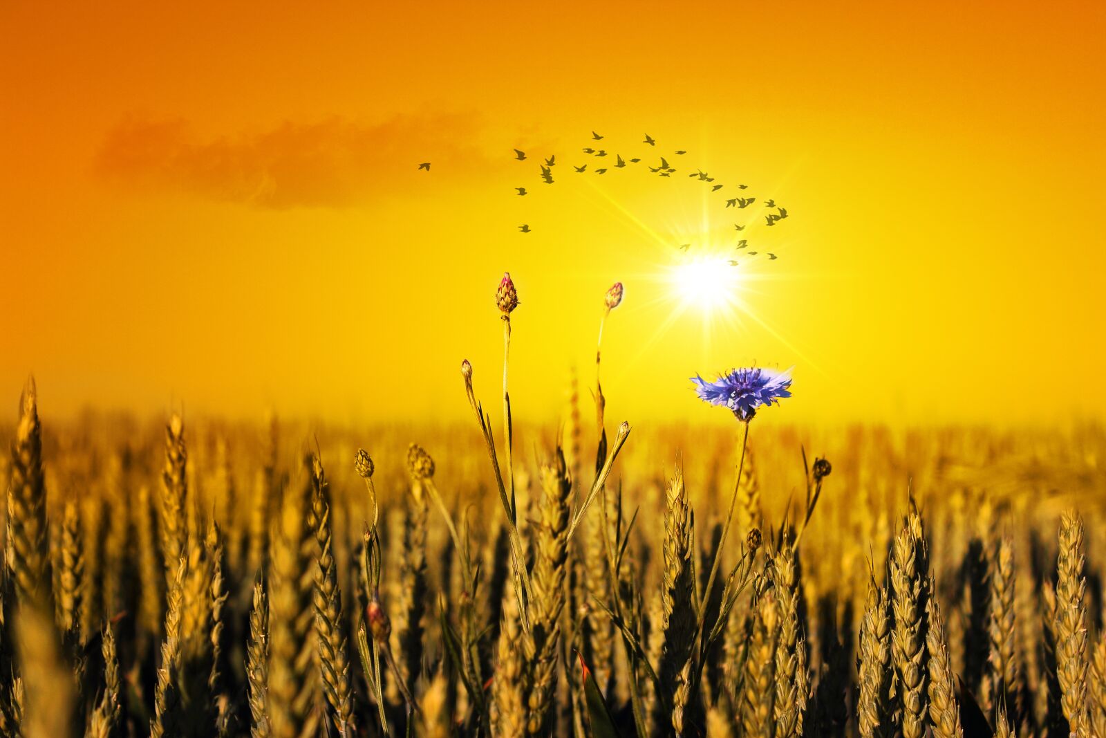 Canon EOS 600D (Rebel EOS T3i / EOS Kiss X5) sample photo. Cornflower, summer, field photography