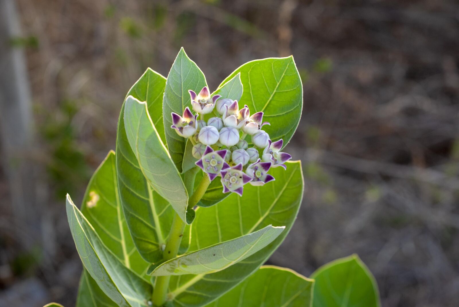 Nikon D60 sample photo. Flower, top green, green photography