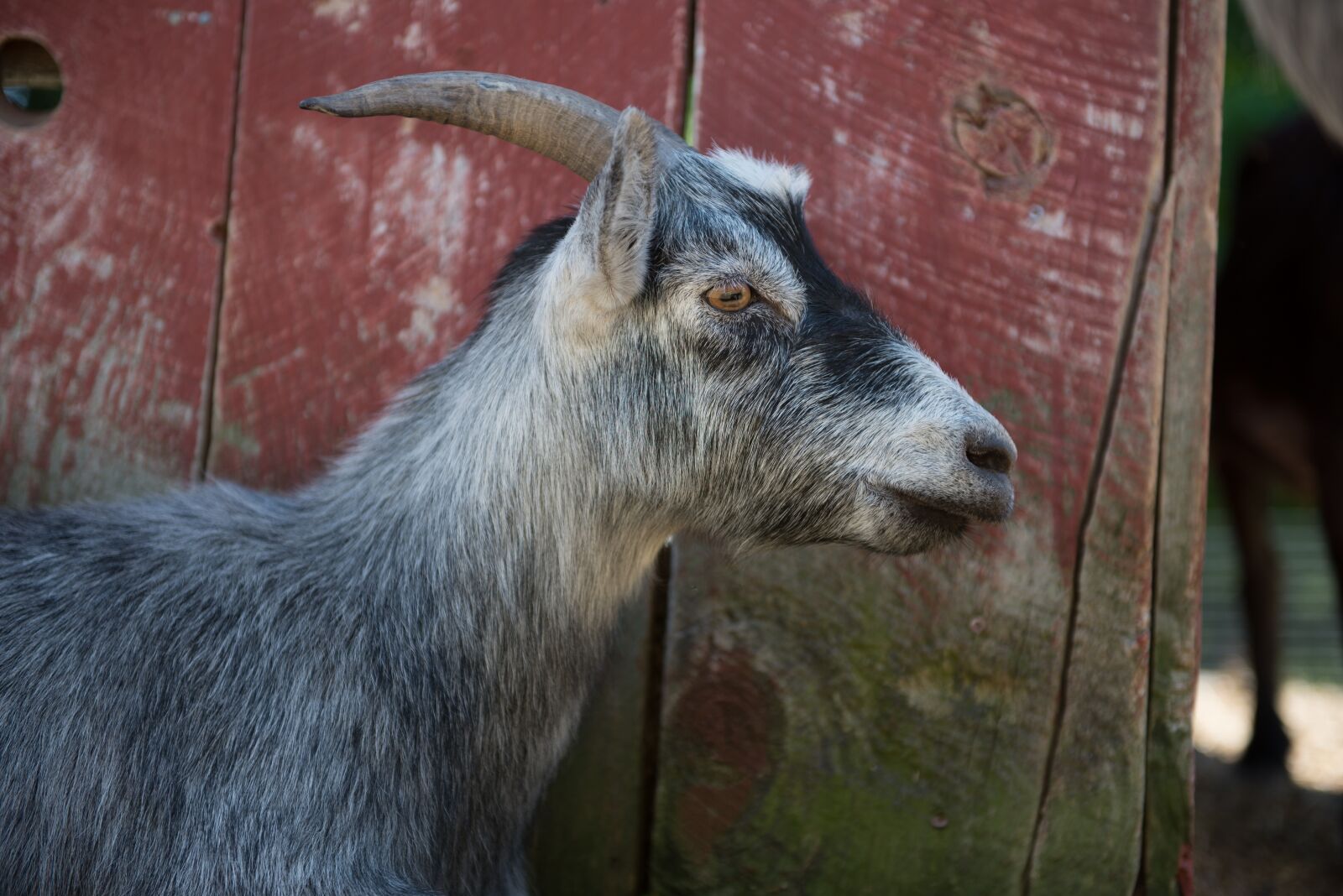 Nikon D610 sample photo. Goat, face, animal photography