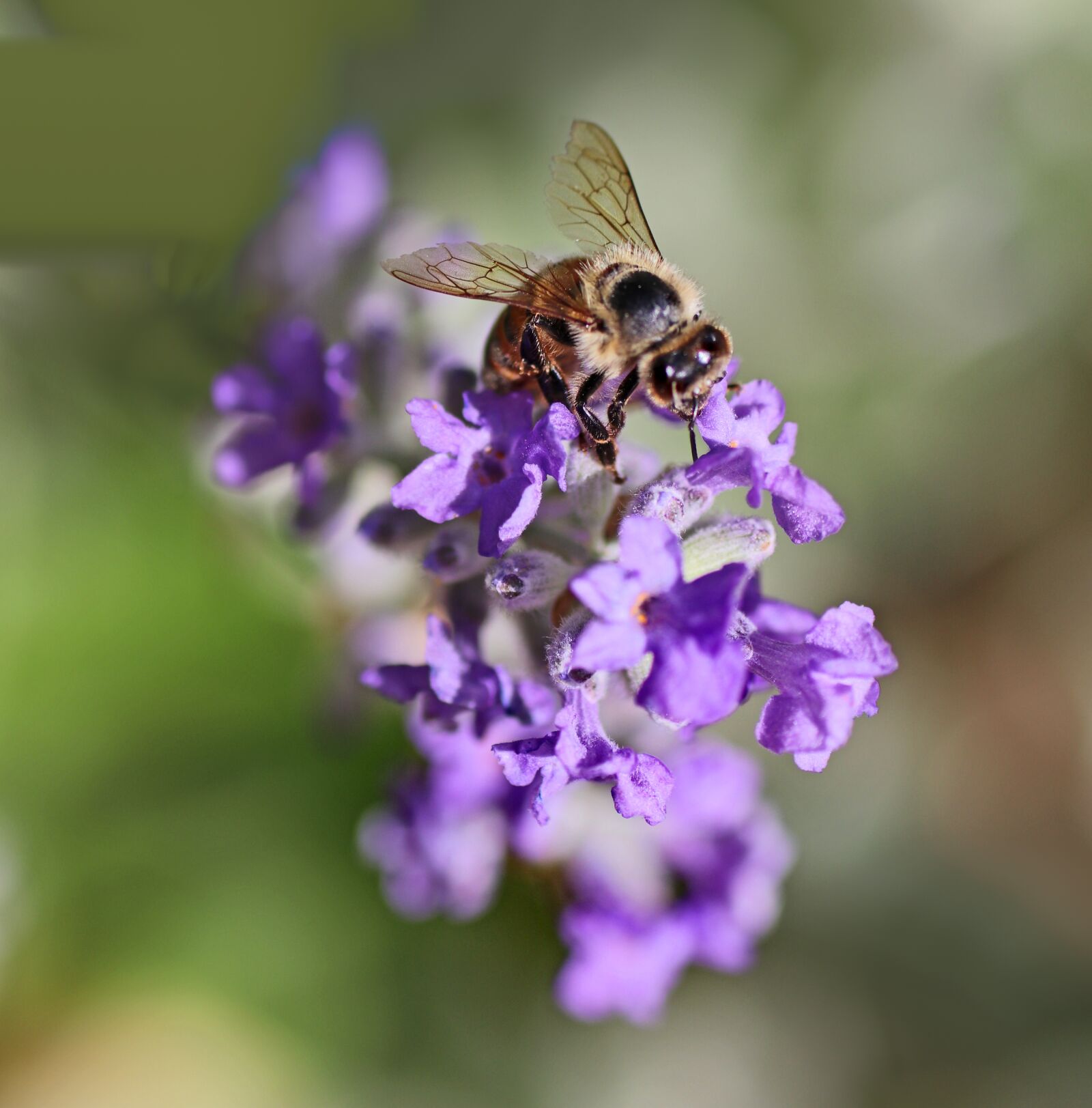 Tamron SP 90mm F2.8 Di VC USD 1:1 Macro sample photo. Bee, insect, pollen photography