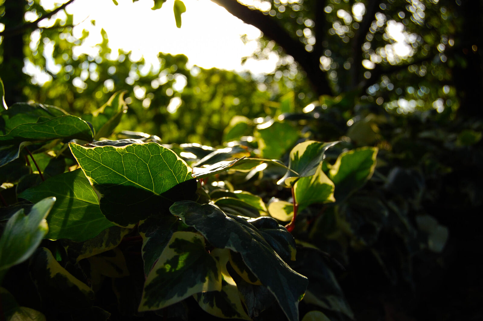Nikon D40 + Nikon AF-S DX Nikkor 18-55mm F3.5-5.6G II sample photo. Green, leaf, nature, sun photography