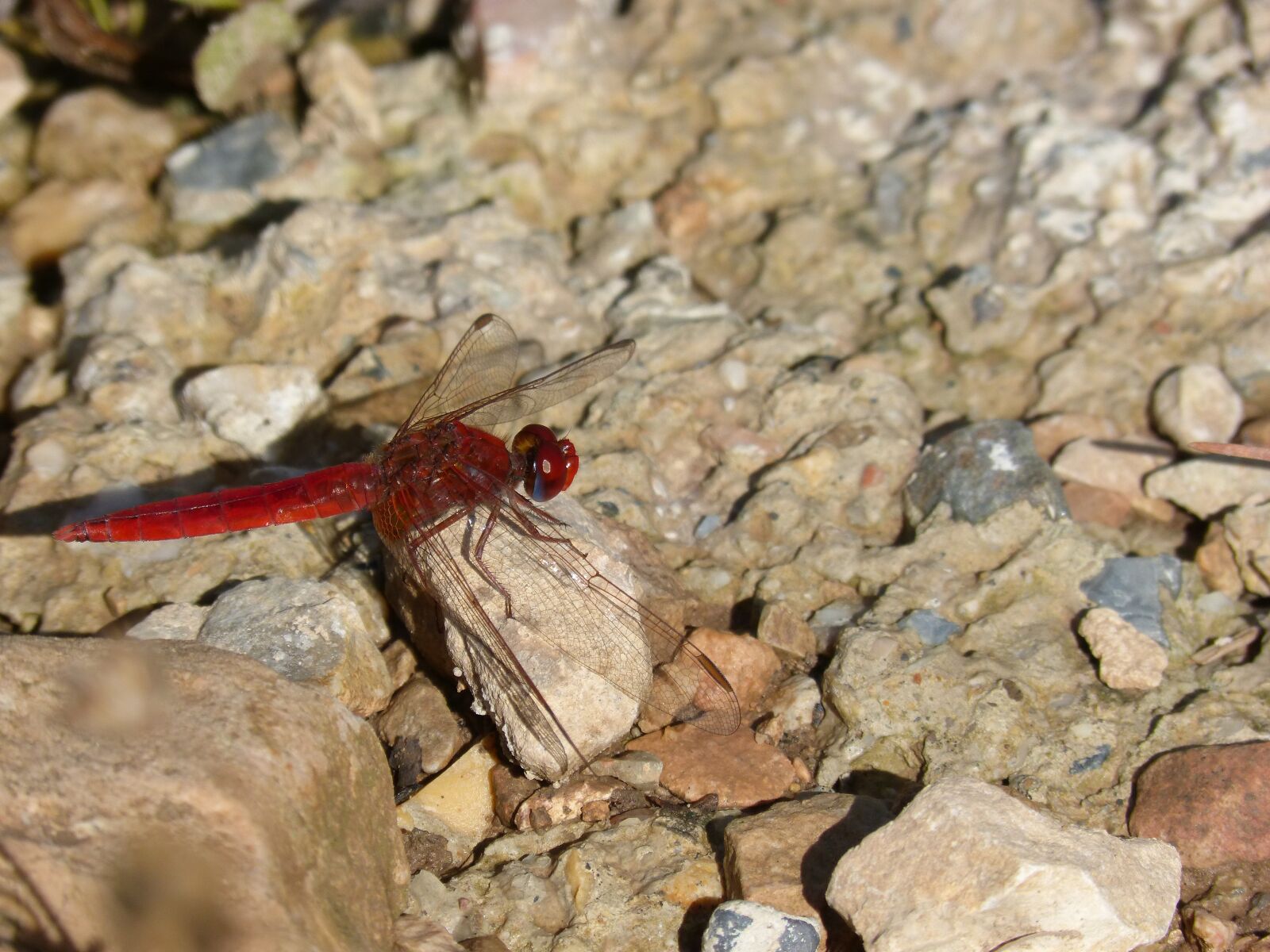 Panasonic DMC-FZ62 sample photo. Dragonfly, red dragonfly, erythraea photography