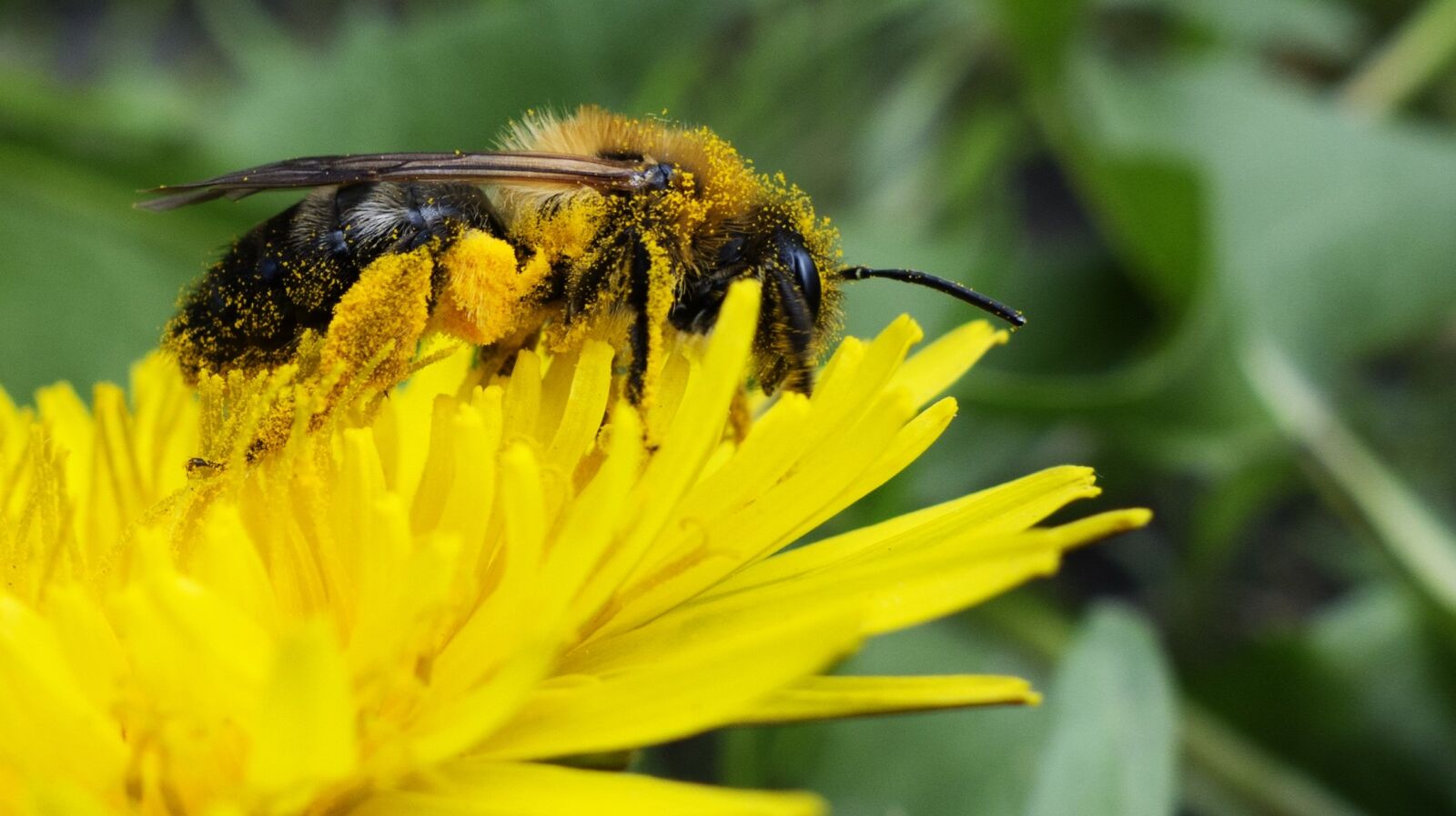 Sony Cyber-shot DSC-RX100 sample photo. Bee, pollen, nectar photography