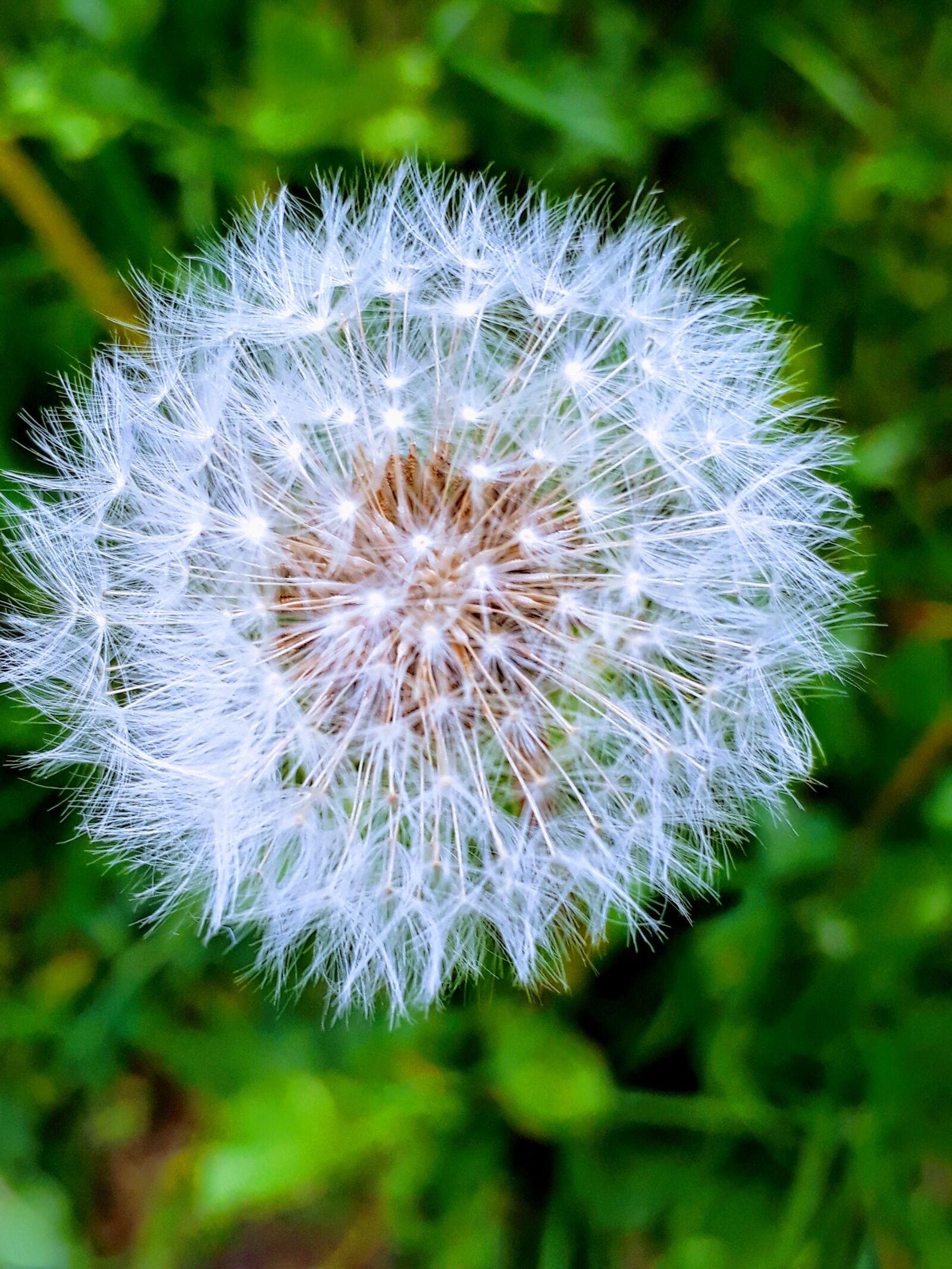 Samsung Galaxy A3(2017) sample photo. Microcosm, detail, flowers of photography
