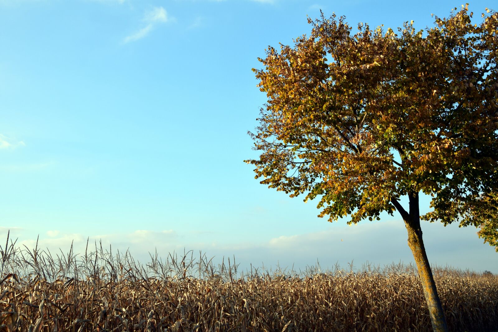 Nikon D3300 sample photo. Tree, sky, blue photography