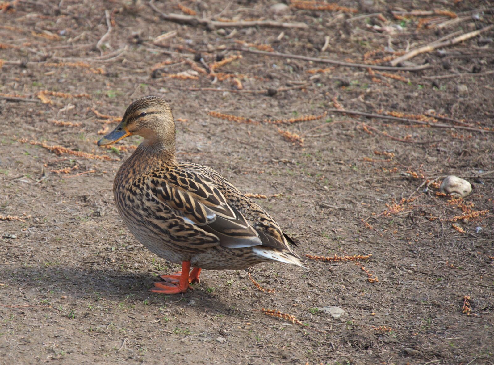 Nikon D5100 sample photo. Duck, bird, animal photography