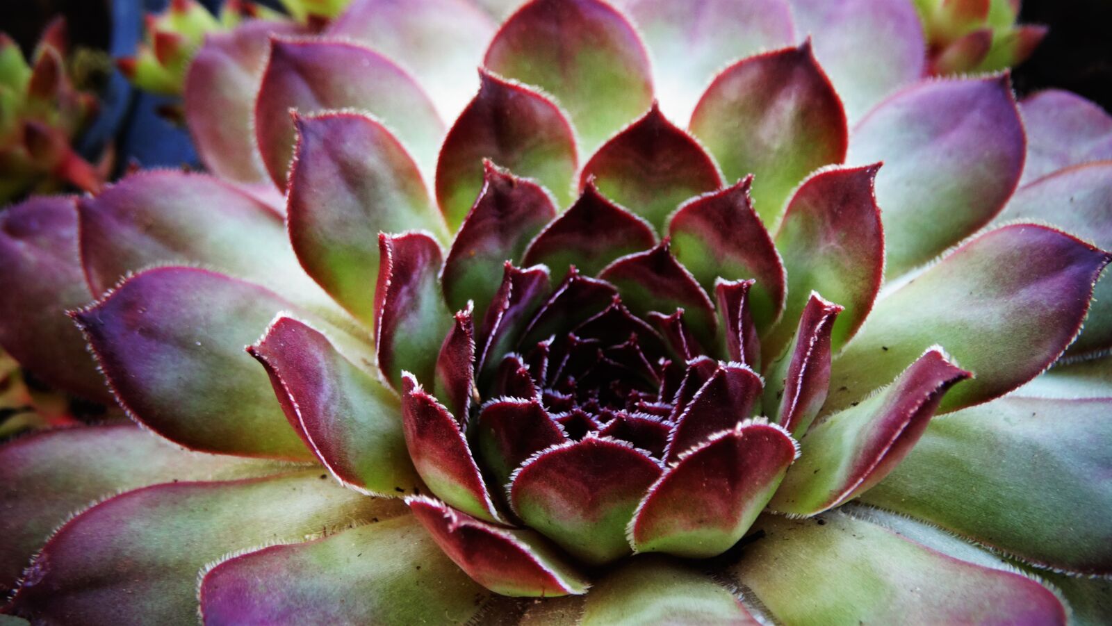 Sony Cyber-shot DSC-HX300 sample photo. Succulent, plant, fresh photography
