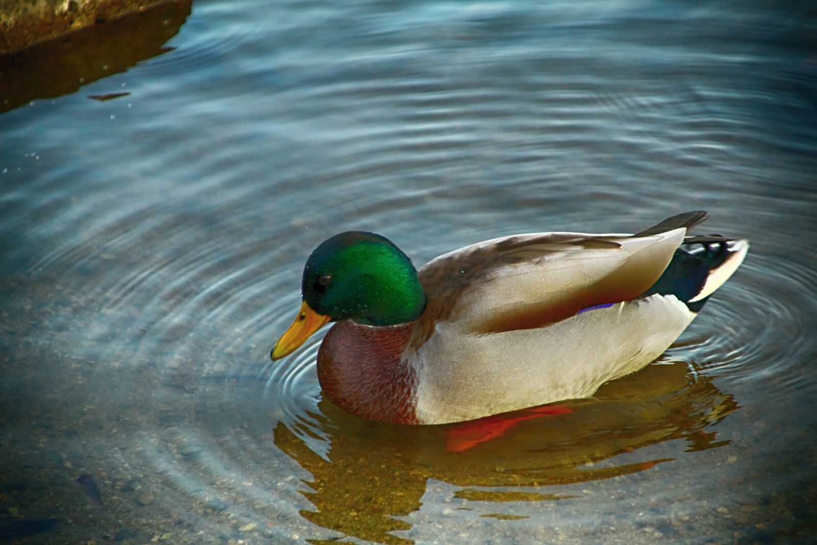 Canon EOS 1300D (EOS Rebel T6 / EOS Kiss X80) sample photo. Duck, water, pond photography