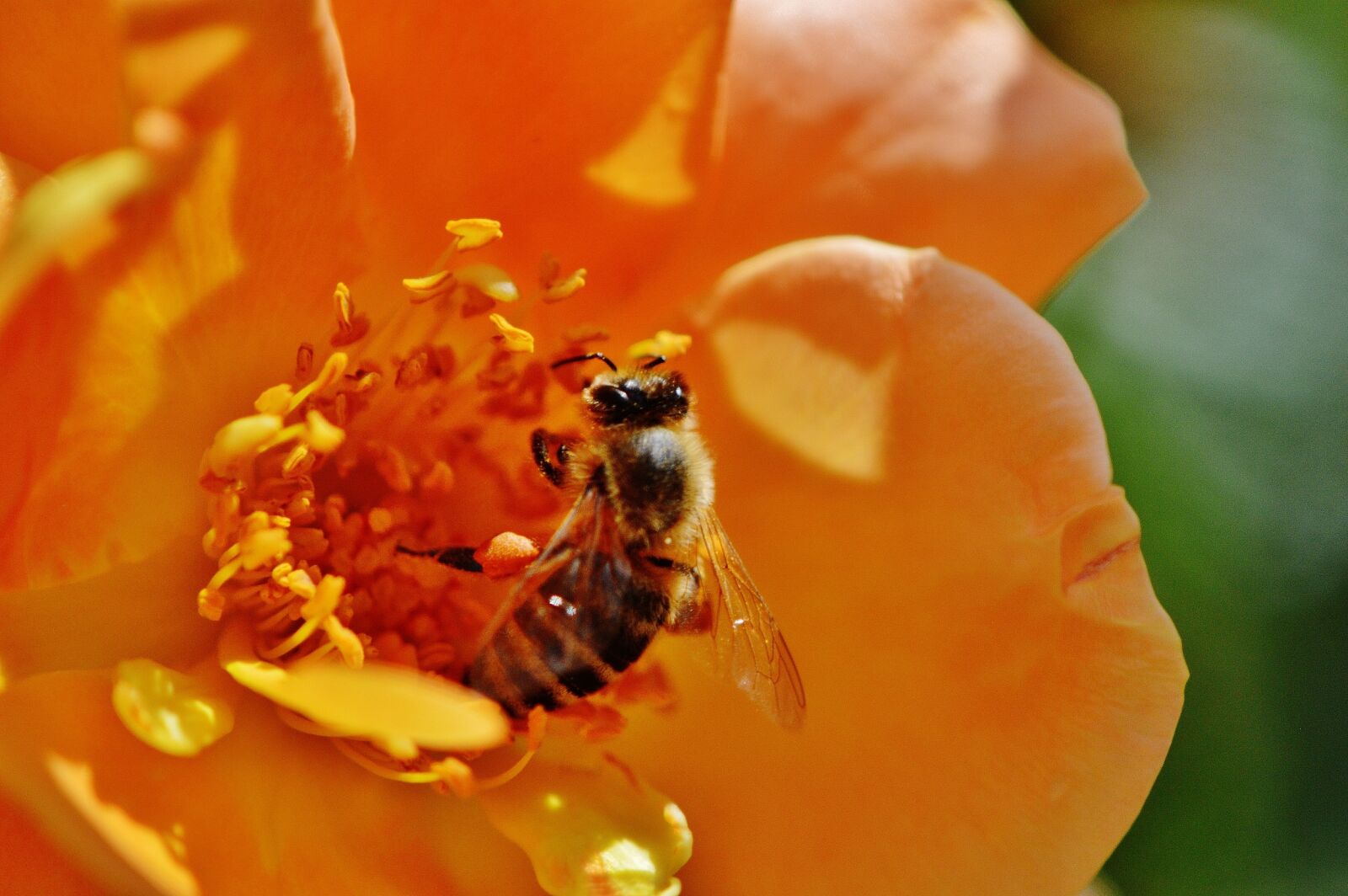 Nikon D3200 sample photo. Bee, flower, rose photography
