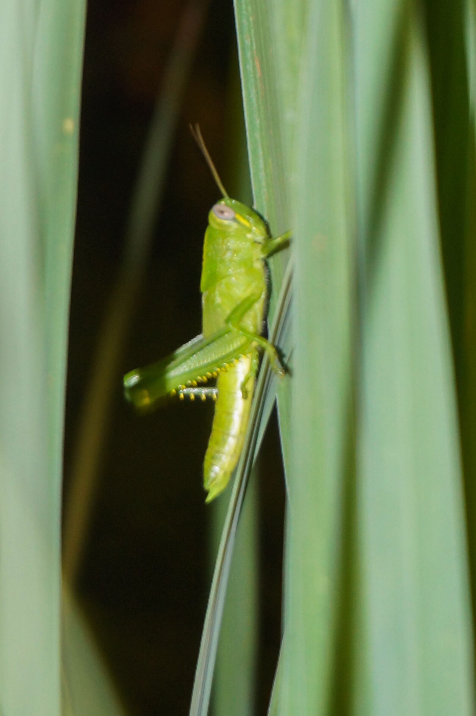 Sony Alpha NEX-3N sample photo. Nature, grasshopper, insect photography