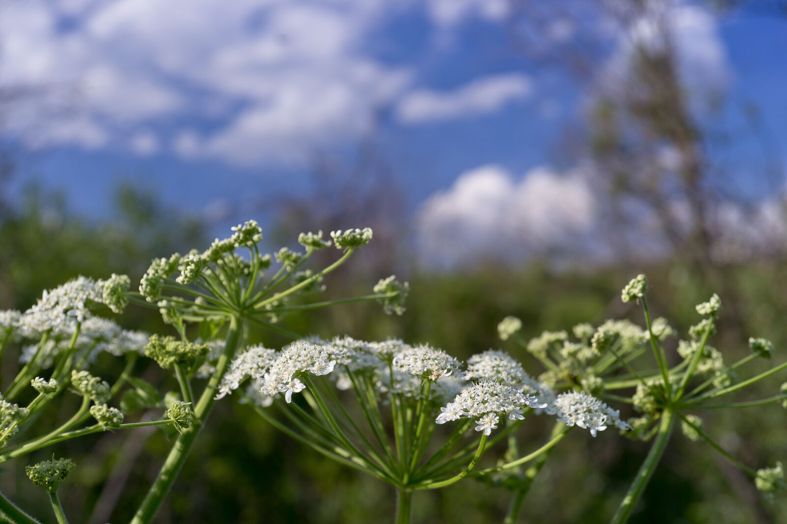 Sony Alpha DSLR-A850 sample photo. Nature, flowers, flowers field photography