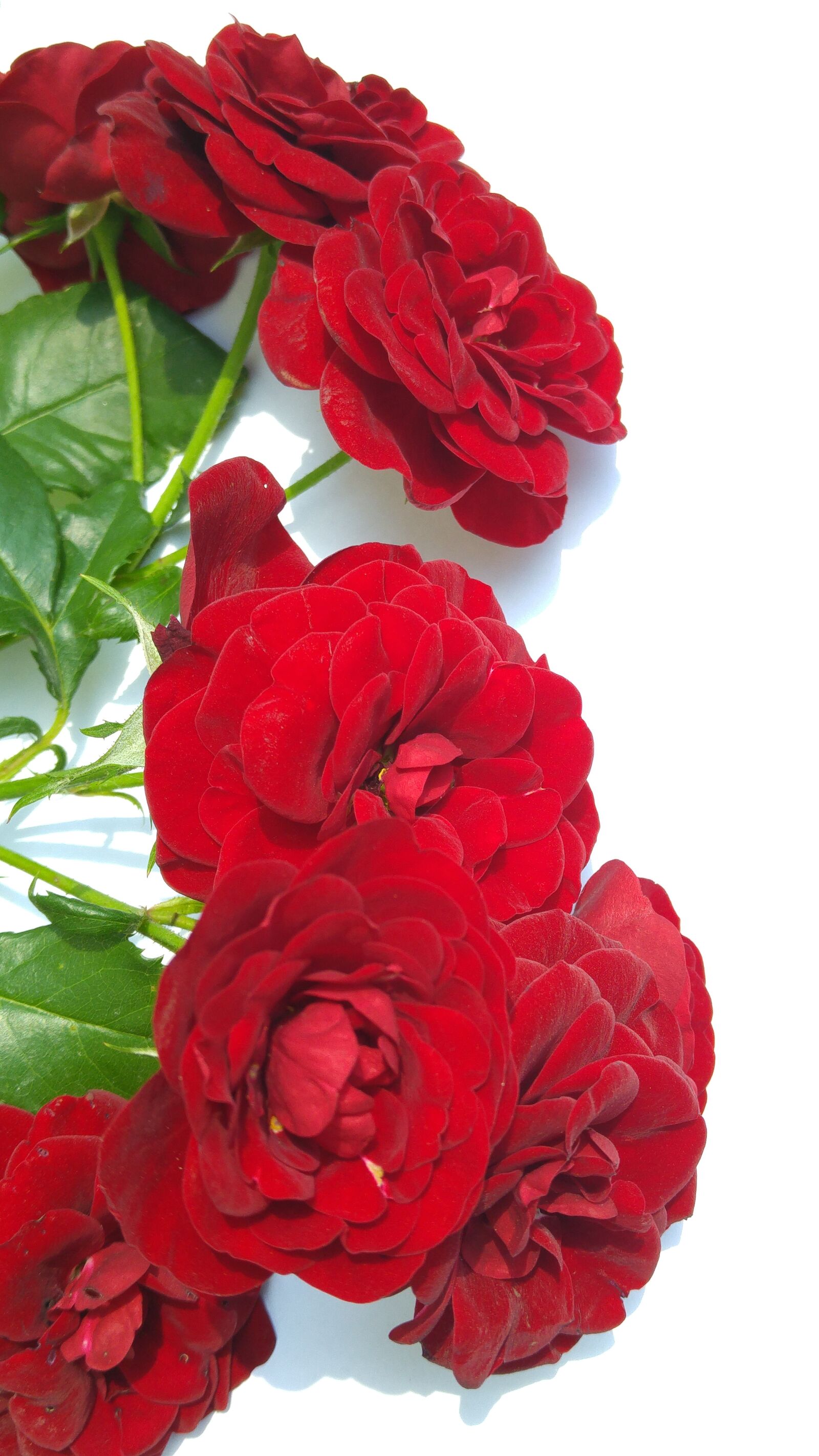 LG G4 sample photo. Red roses, garden, park photography