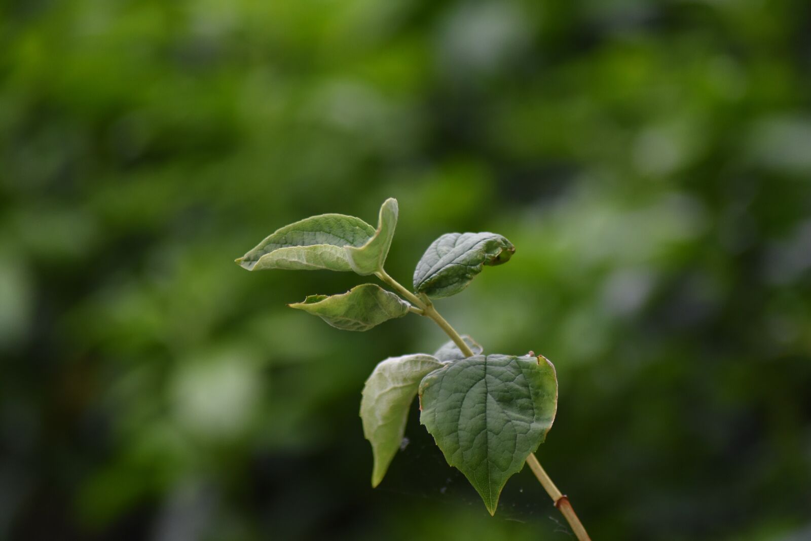 Nikon D750 sample photo. Plant, leaves, nature photography