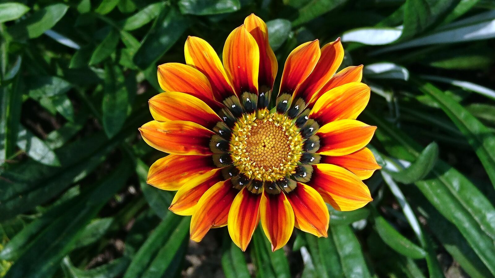 Sony Xperia Z5 Compact sample photo. A gazania, flower, summer photography