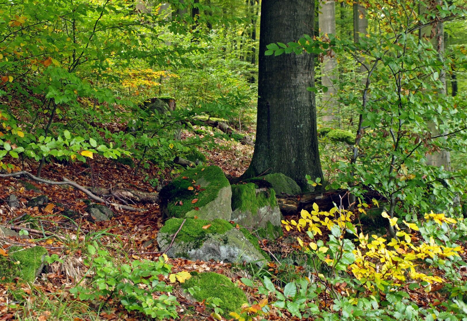 Olympus E-510 (EVOLT E-510) sample photo. Forest, tree, nature photography