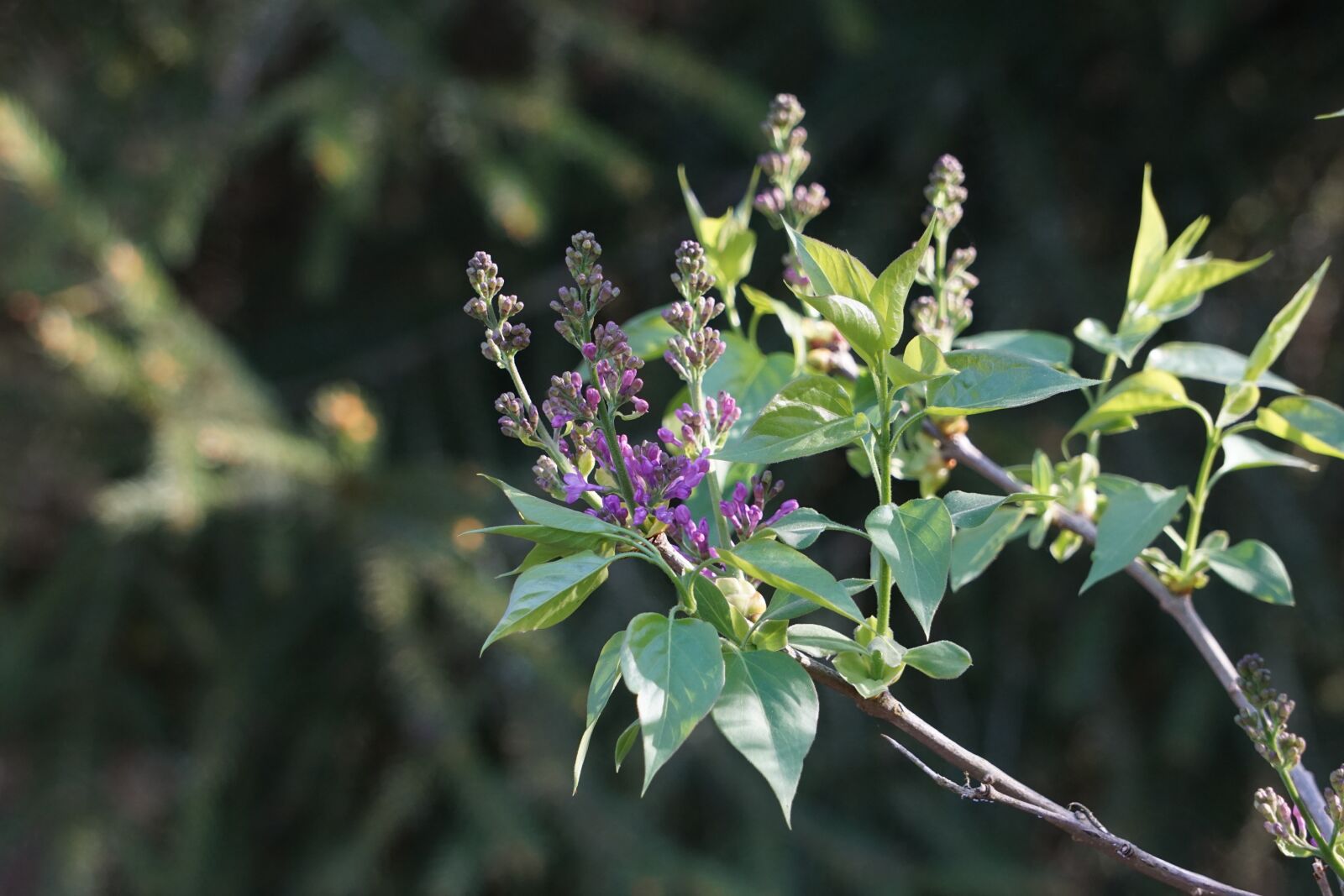 Sony a6000 sample photo. Lilac, bud, nature photography