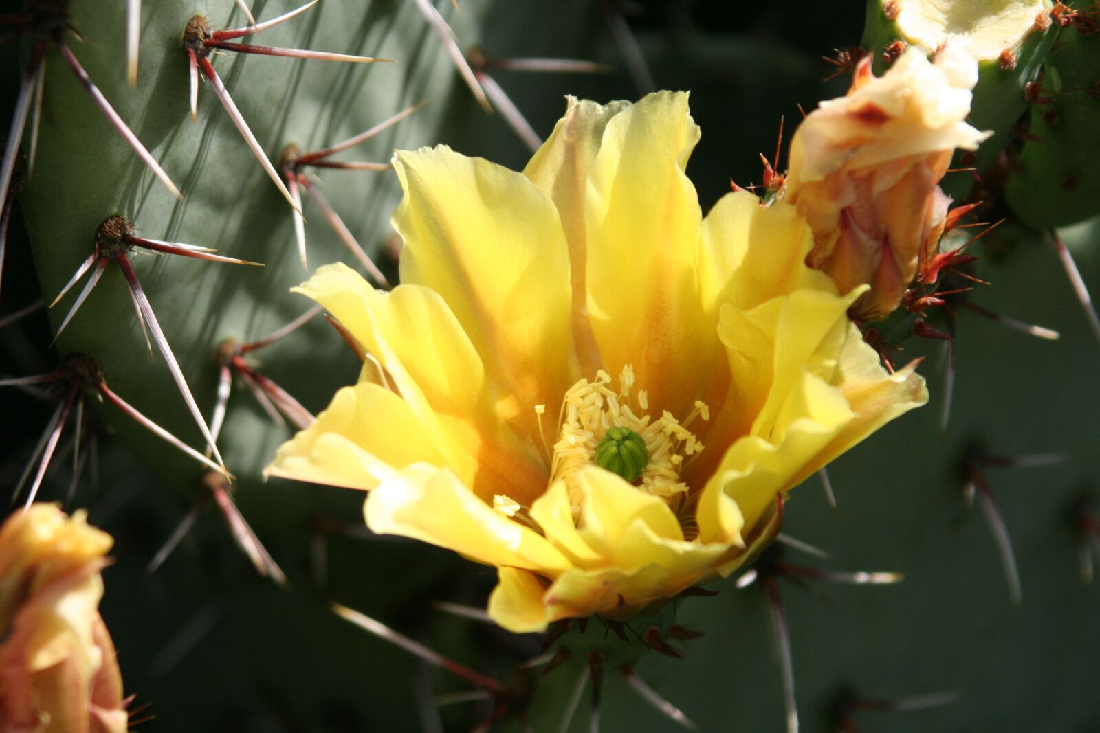 Canon EOS 350D (EOS Digital Rebel XT / EOS Kiss Digital N) sample photo. Flower, cactus, plants photography