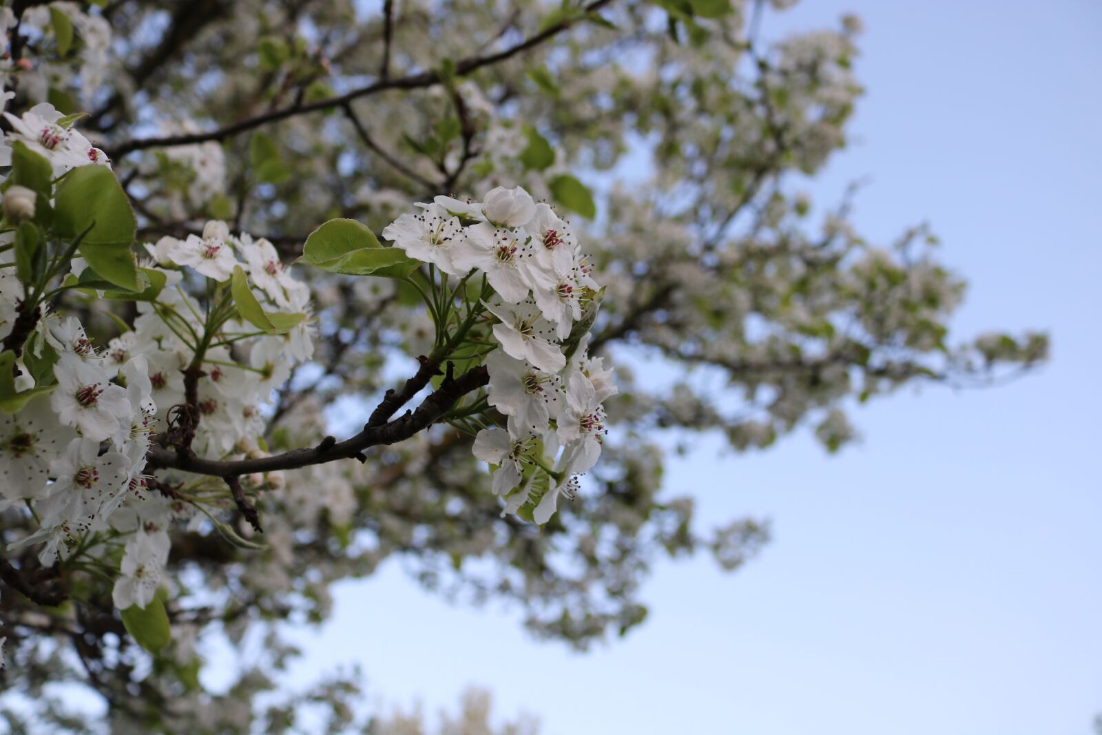 Canon EOS 750D (EOS Rebel T6i / EOS Kiss X8i) sample photo. Spring, tree, blossom photography