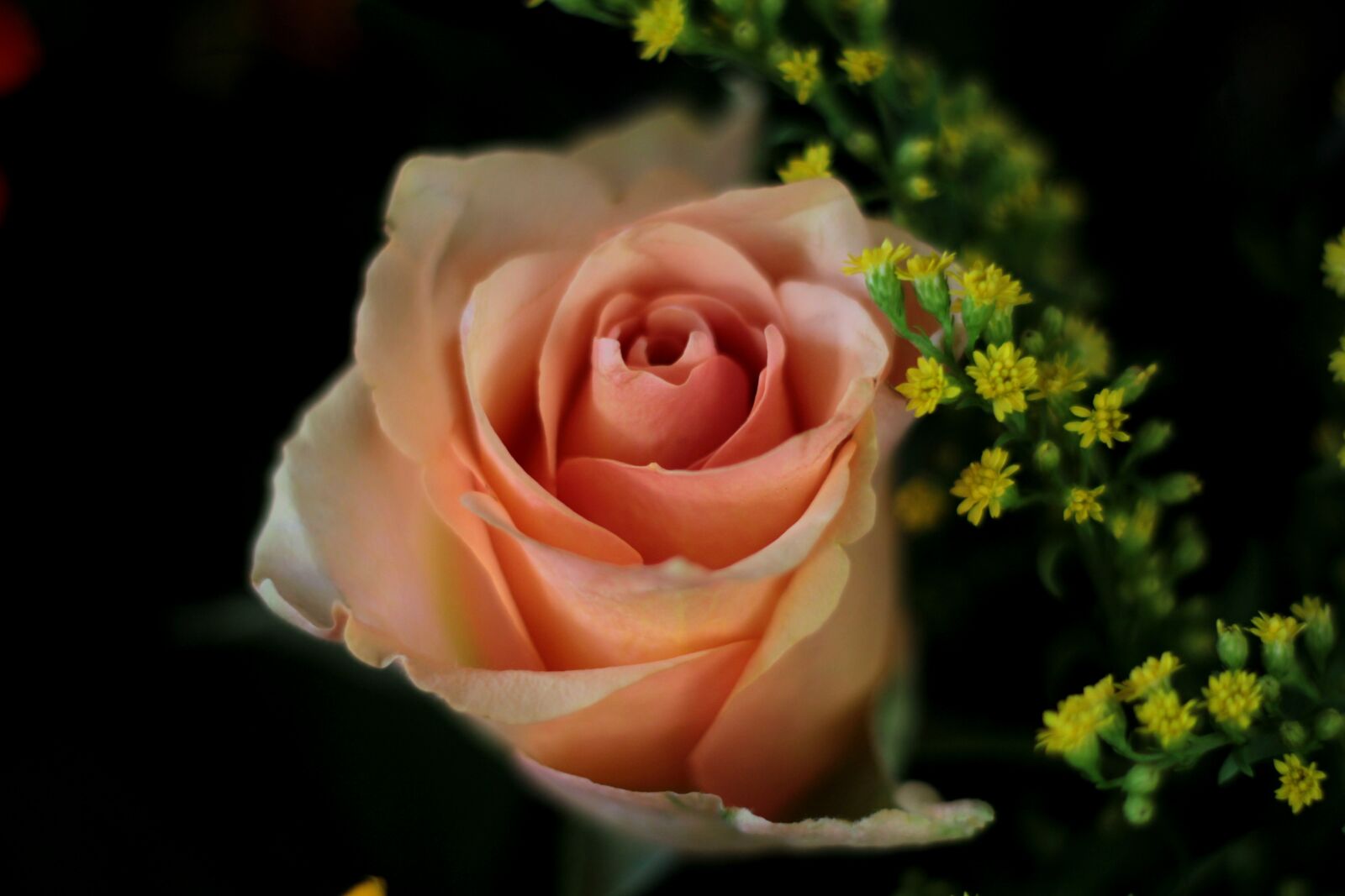 Canon EOS 600D (Rebel EOS T3i / EOS Kiss X5) + Canon EF 50mm F1.8 STM sample photo. Rose, salmon, petals photography