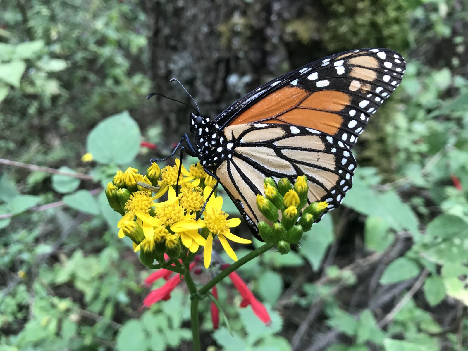Apple iPhone 7 sample photo. Nature, outdoors, insect photography
