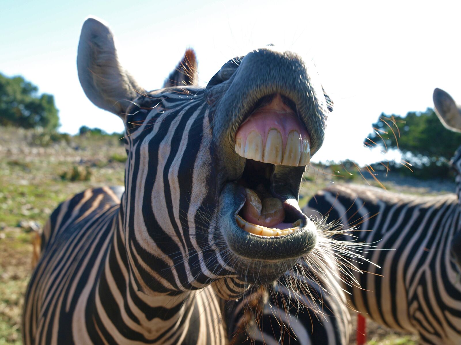 Olympus E-3 sample photo. Nature, animal, wildlife photography