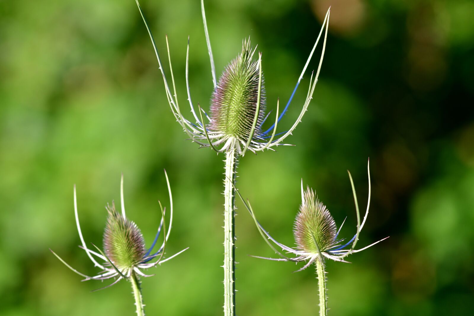 Nikon D500 sample photo. Thistles, plant, spines photography