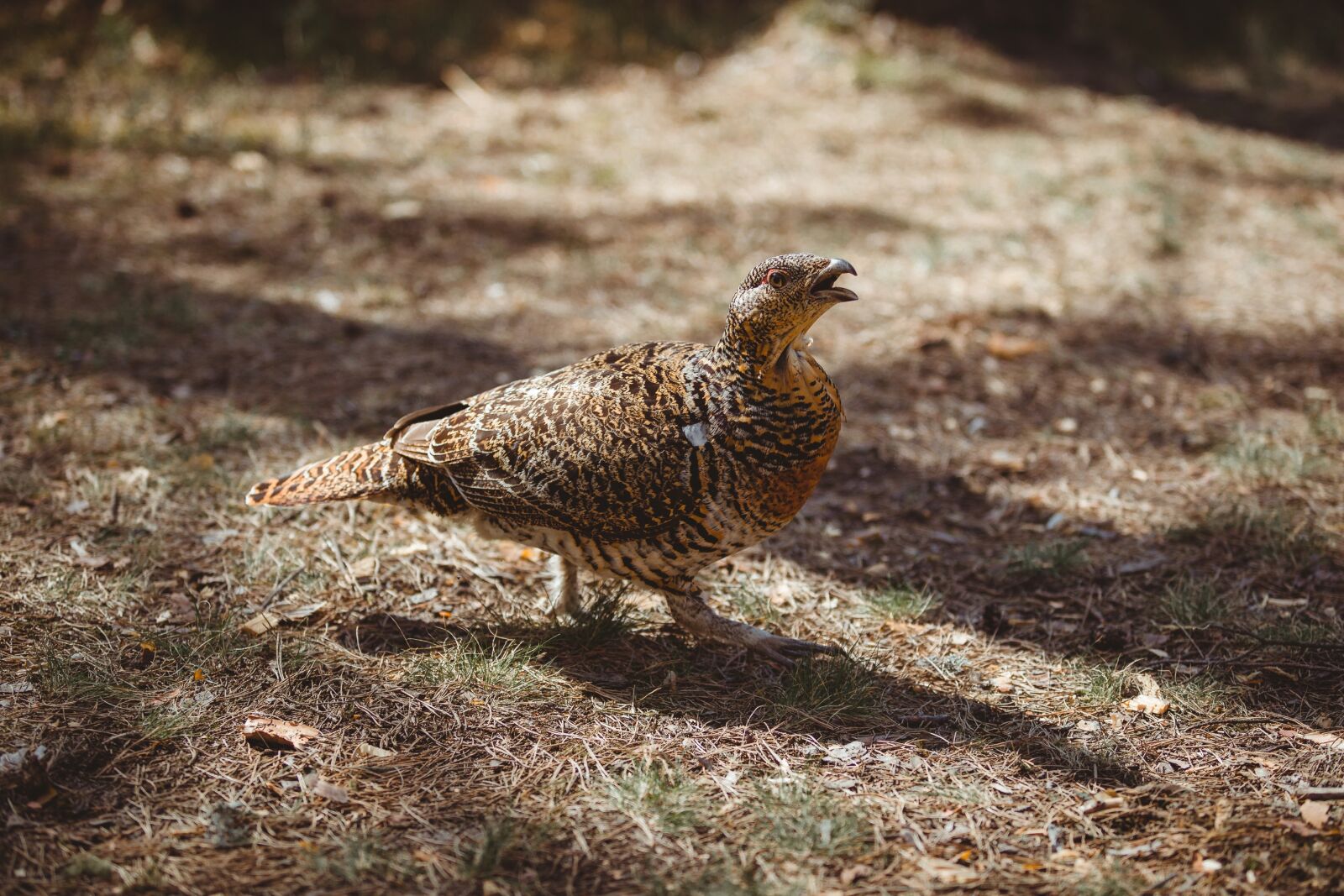 Canon EF 70-200mm F2.8L USM sample photo. Capercaillie, woodgrouse, bird photography
